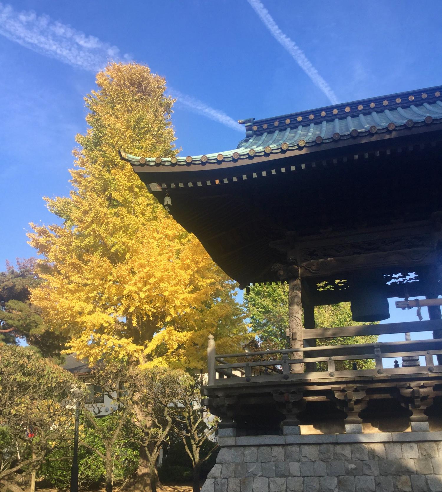 銀杏の黄葉が見事！ 1