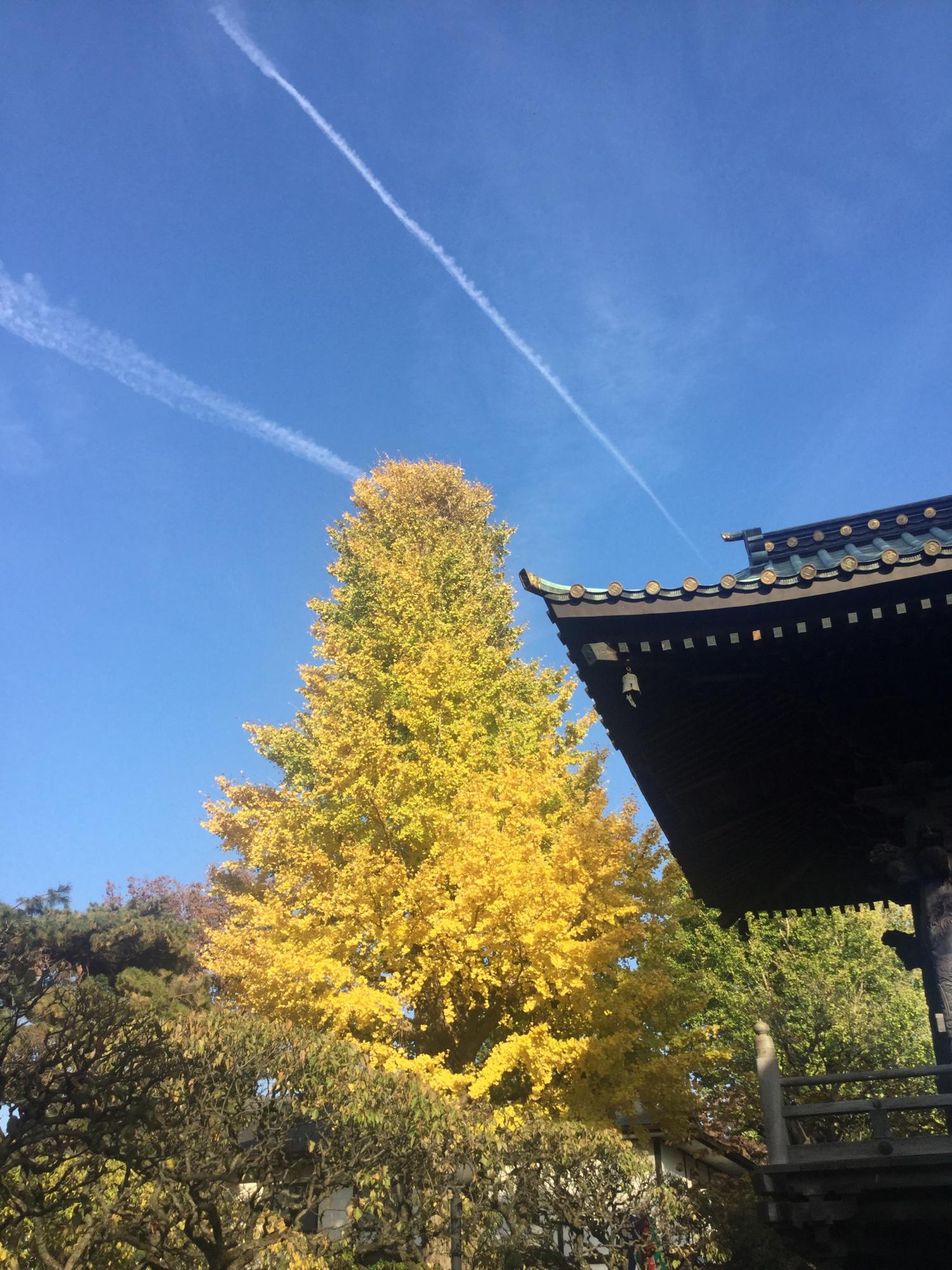 銀杏の黄葉が見事！ 2