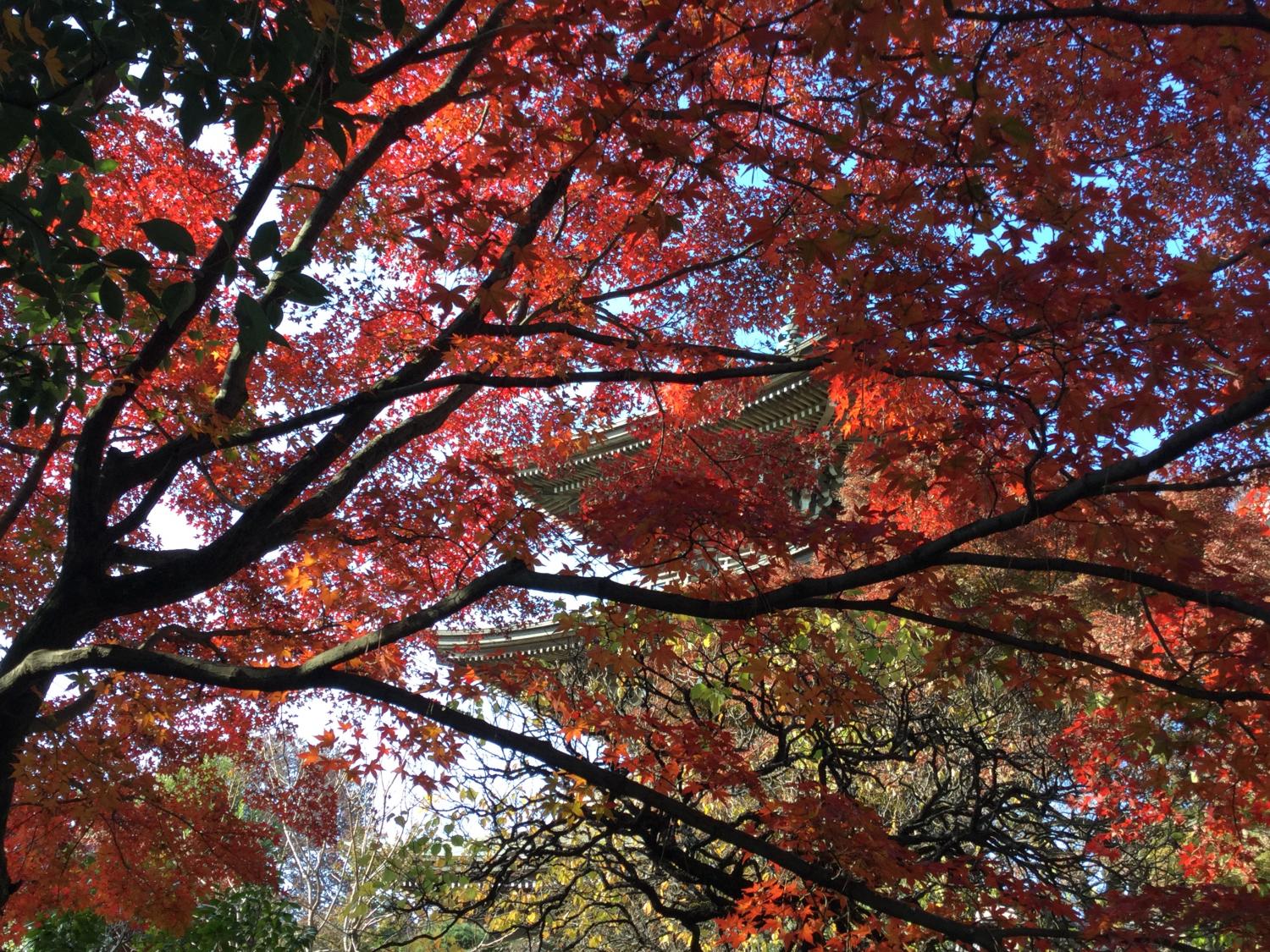 紅葉が綺麗！ 1