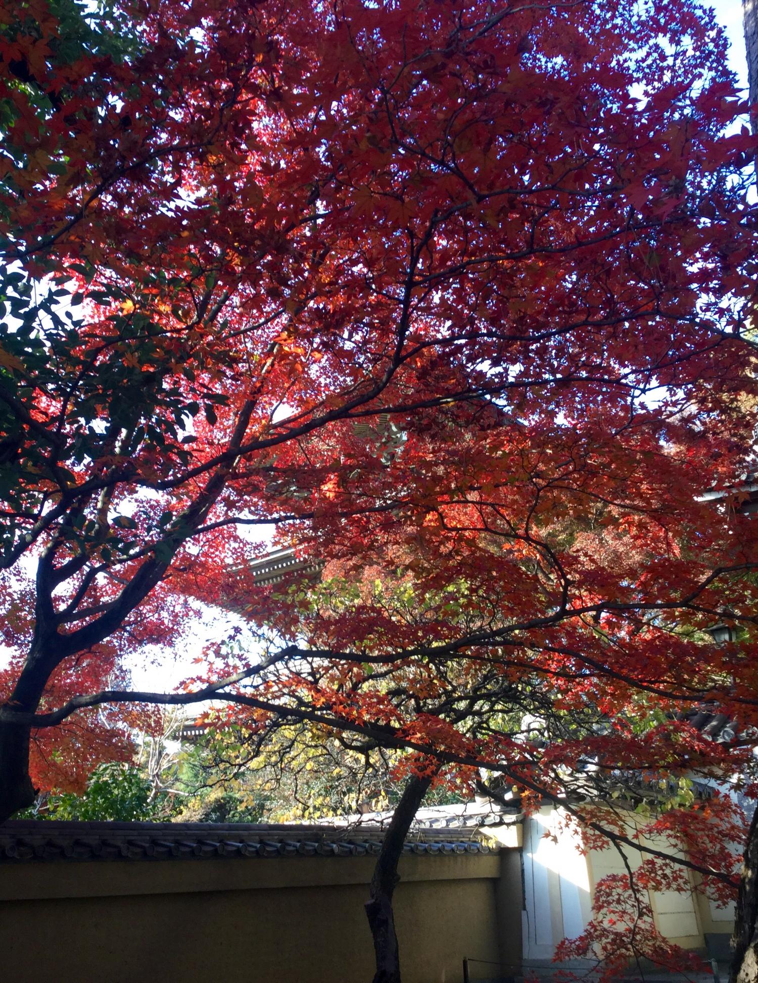 紅葉が綺麗！ 4