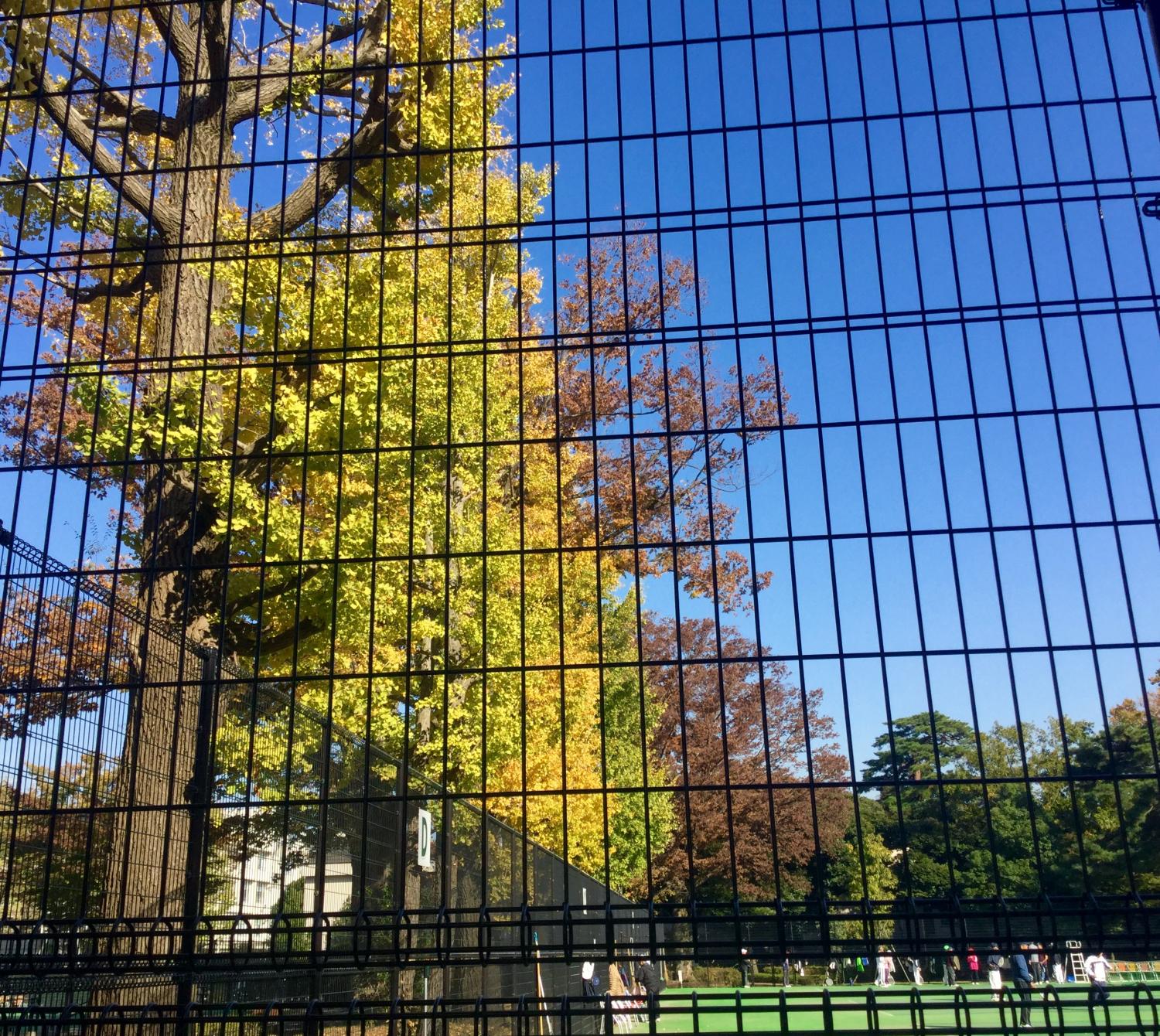 紅葉の下のテニス 最高！ 2