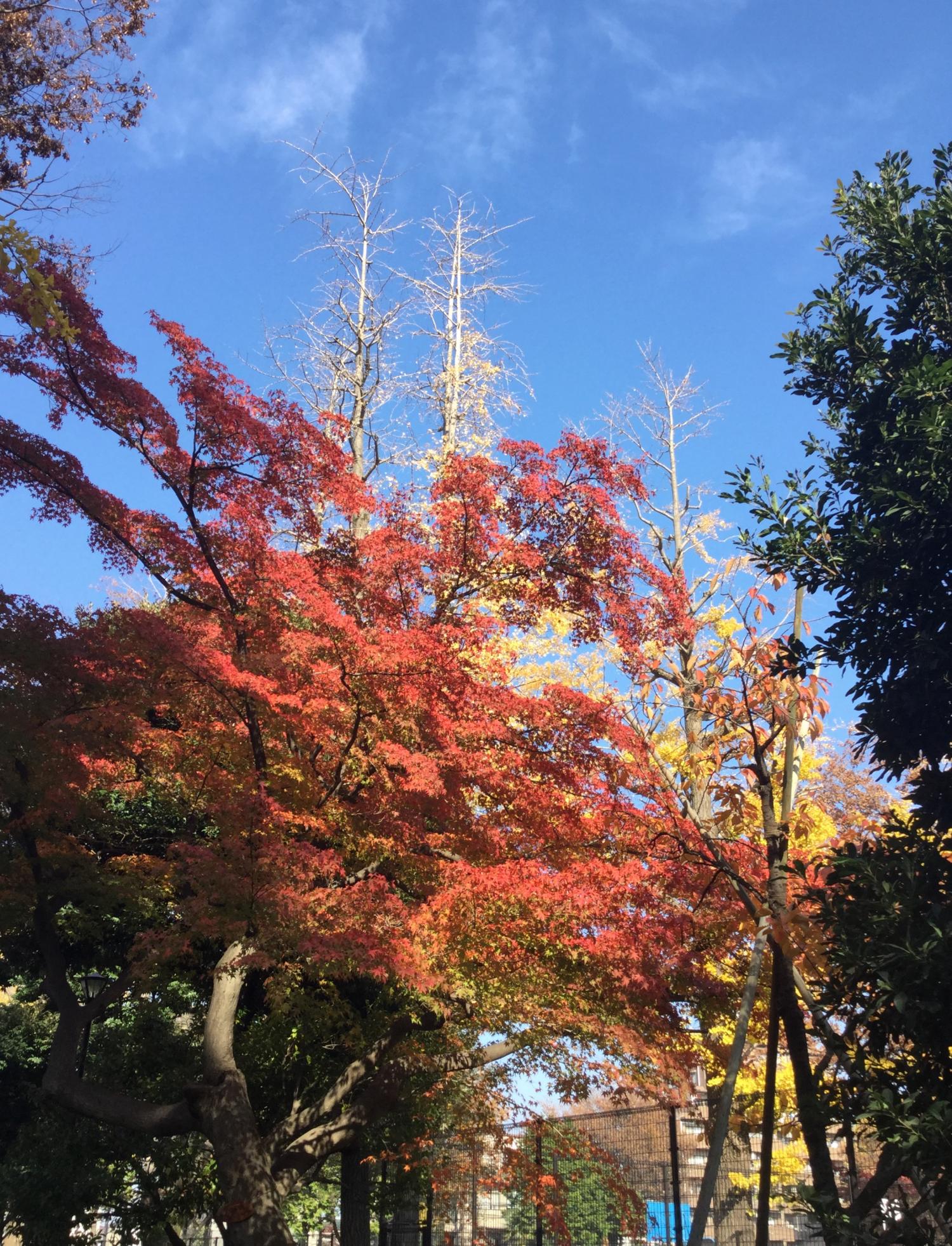 紅葉の下のテニス 最高！ 3