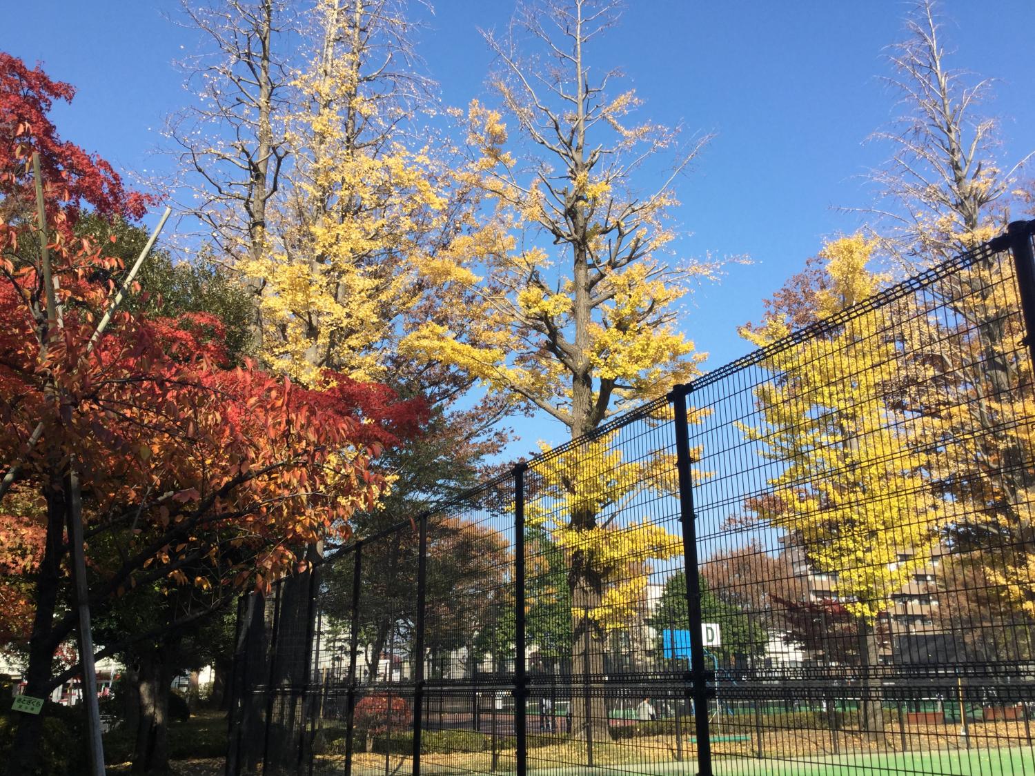 紅葉の下のテニス 最高！ 4
