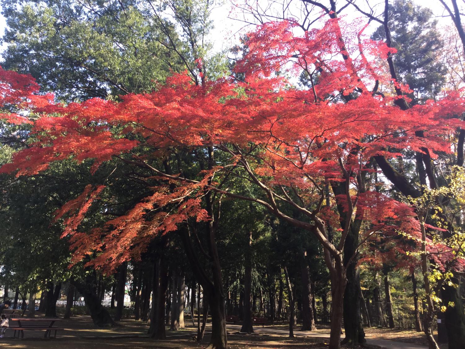 松の風文化公園の紅葉