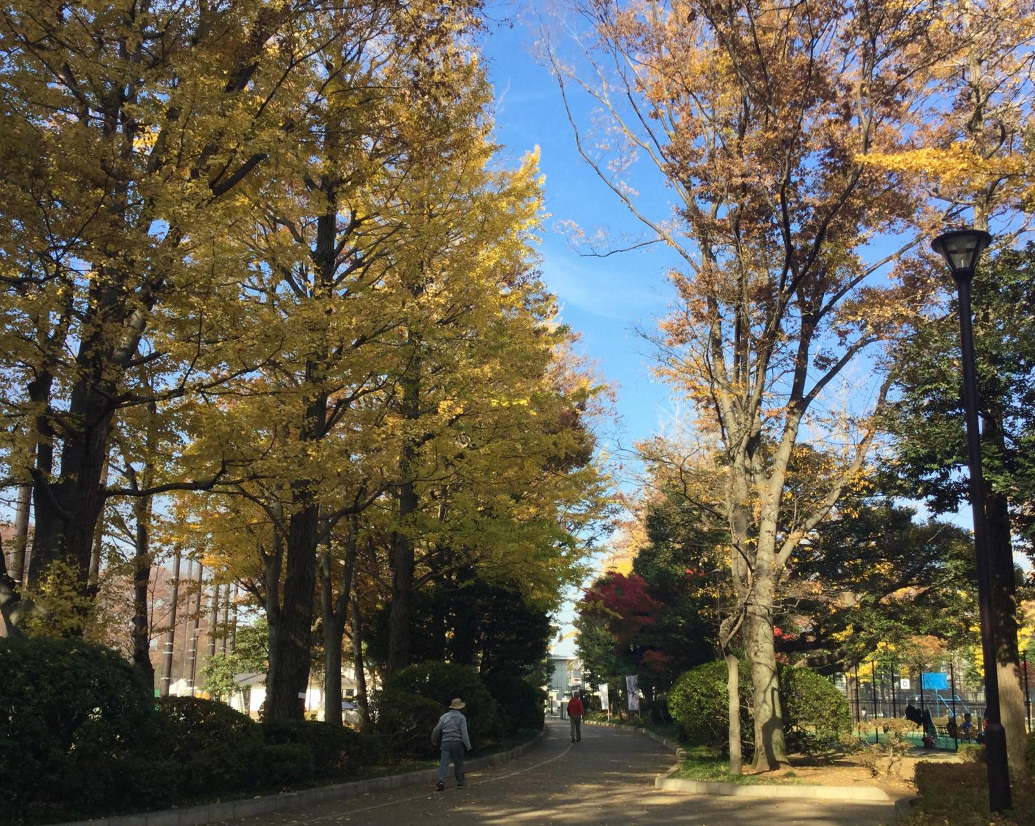 松の風文化公園の紅葉 2