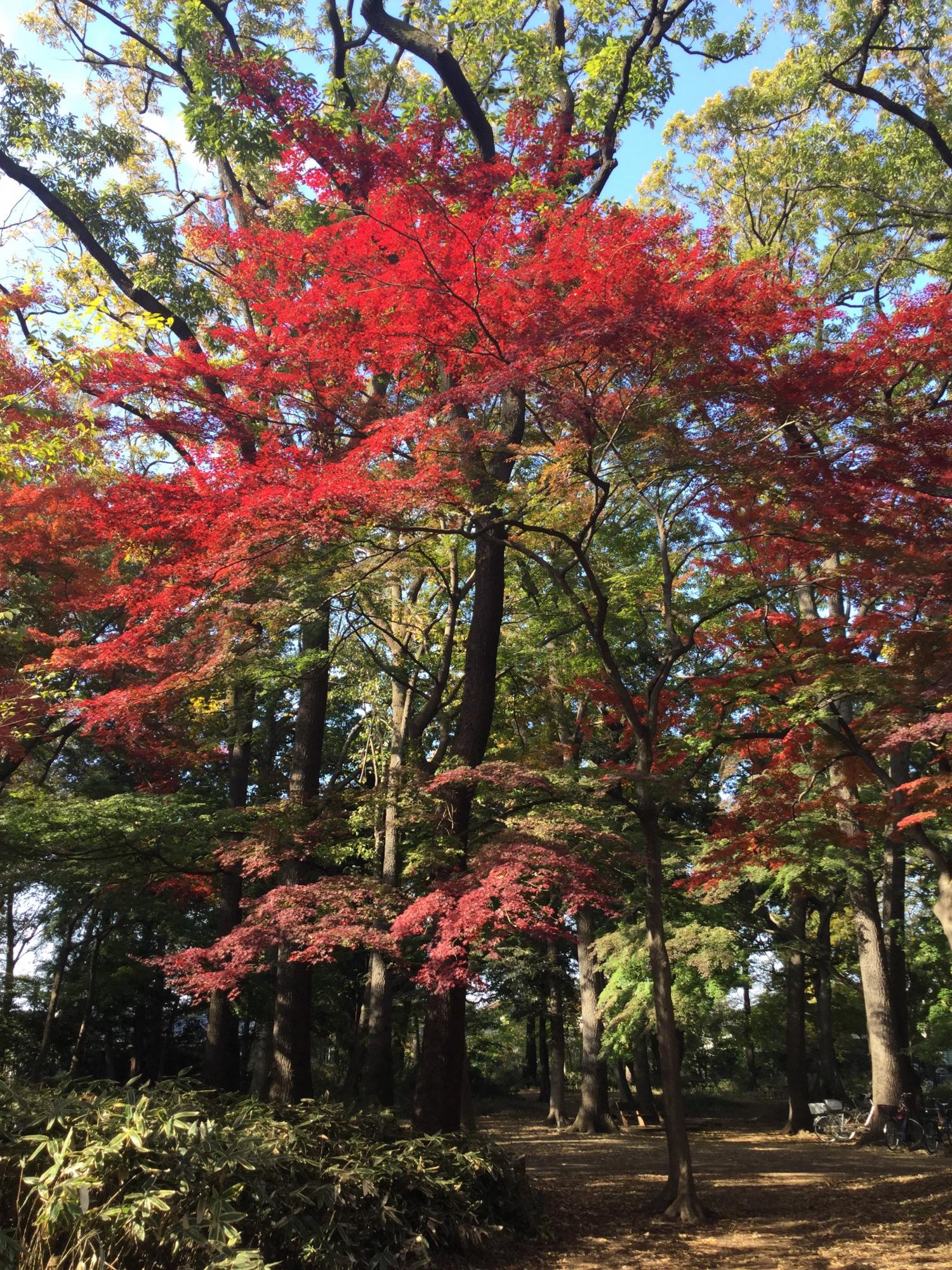 もみじがとっても綺麗！