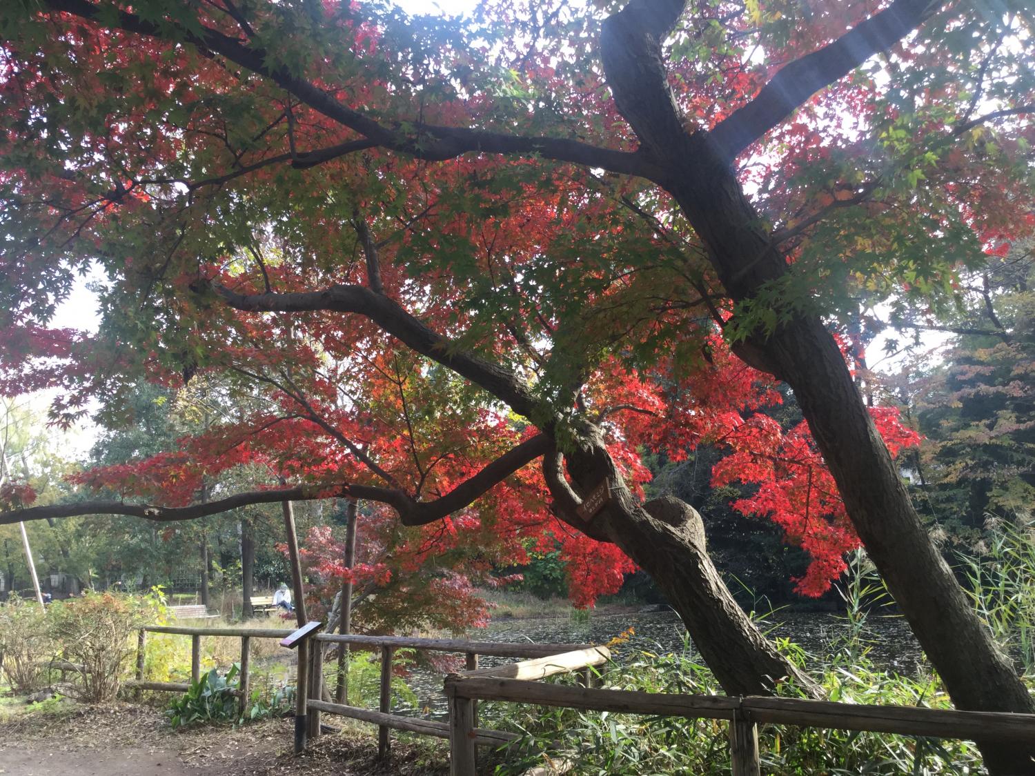 もみじがとっても綺麗！ 3