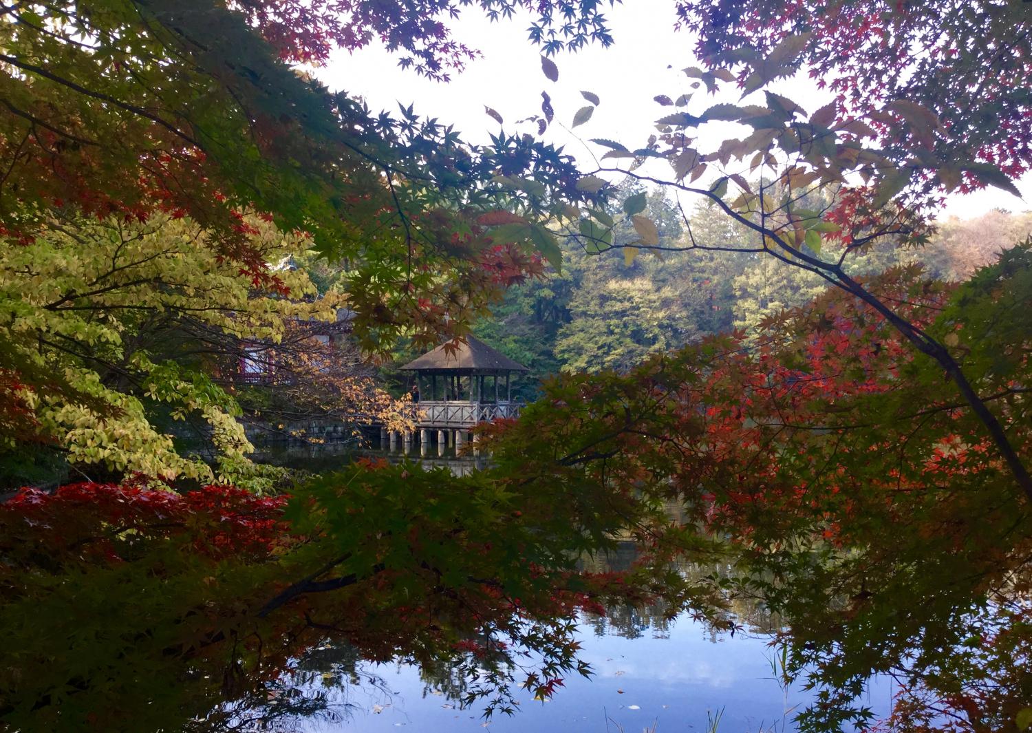 もみじがとっても綺麗！ 4