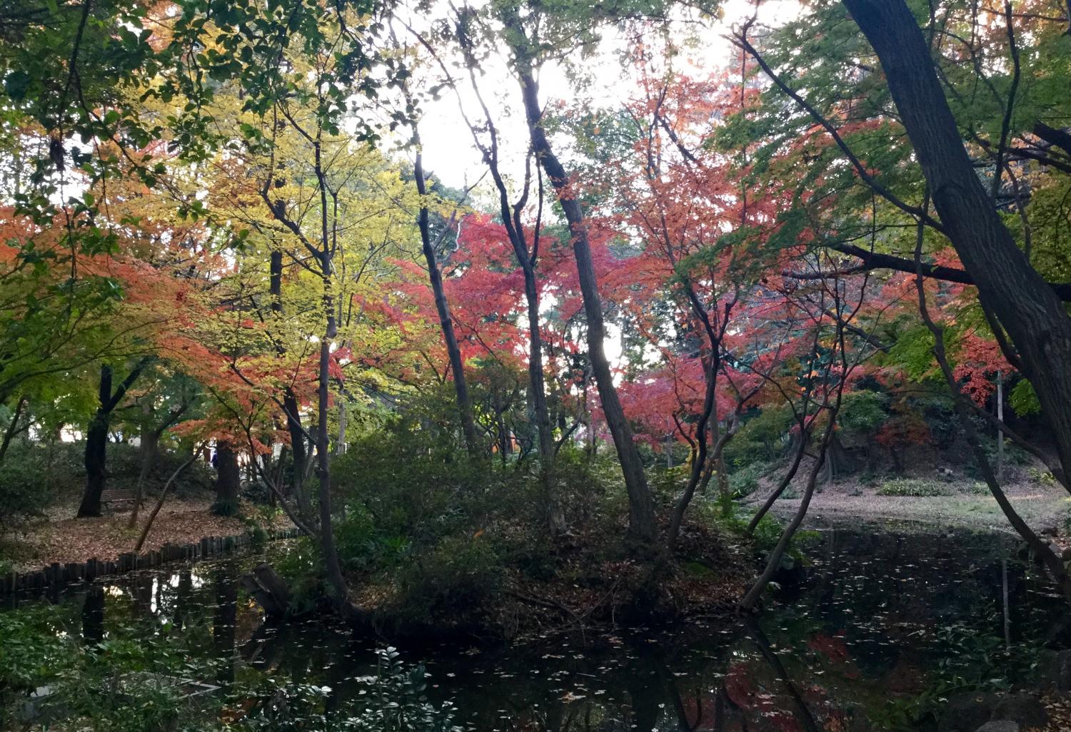 記念庭園の紅葉が見頃です