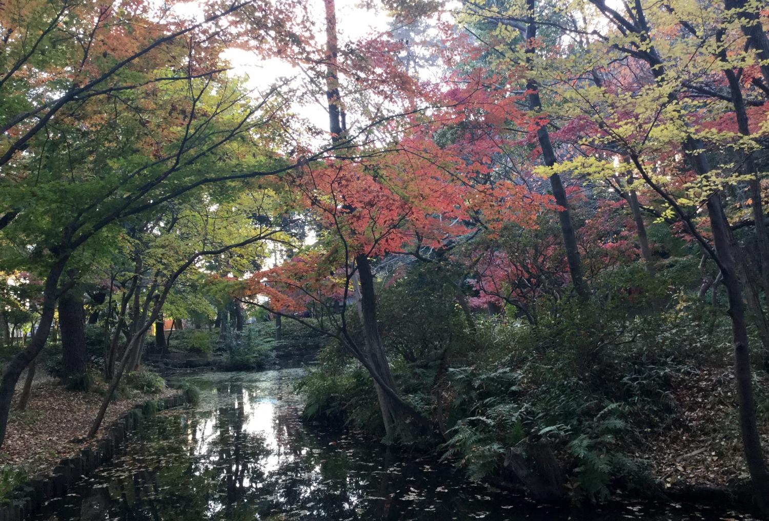 記念庭園の紅葉が見頃です 画像