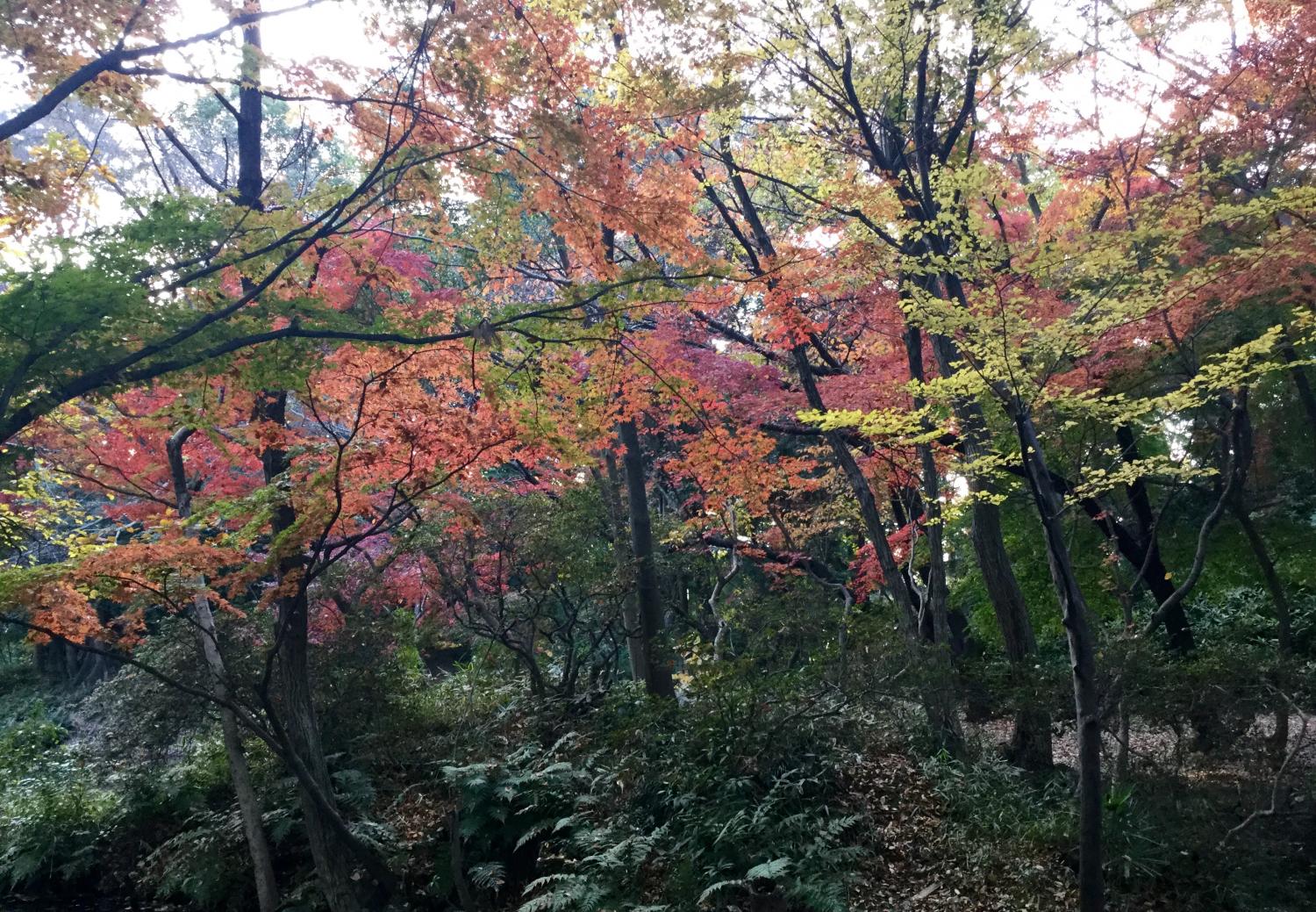 記念庭園の紅葉が見頃です 画像