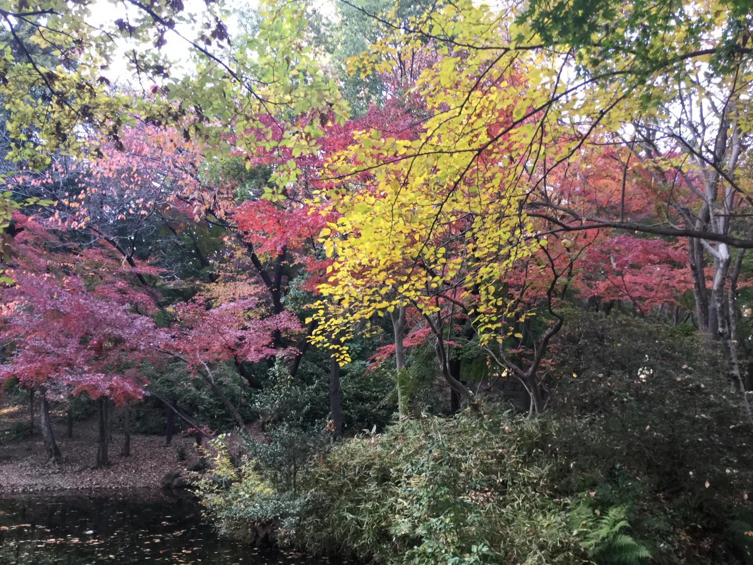記念庭園の紅葉が見頃です 画像