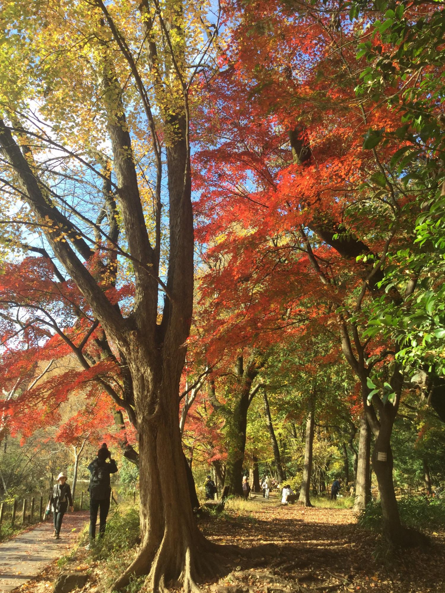 三宝寺池の人気の紅葉スポット