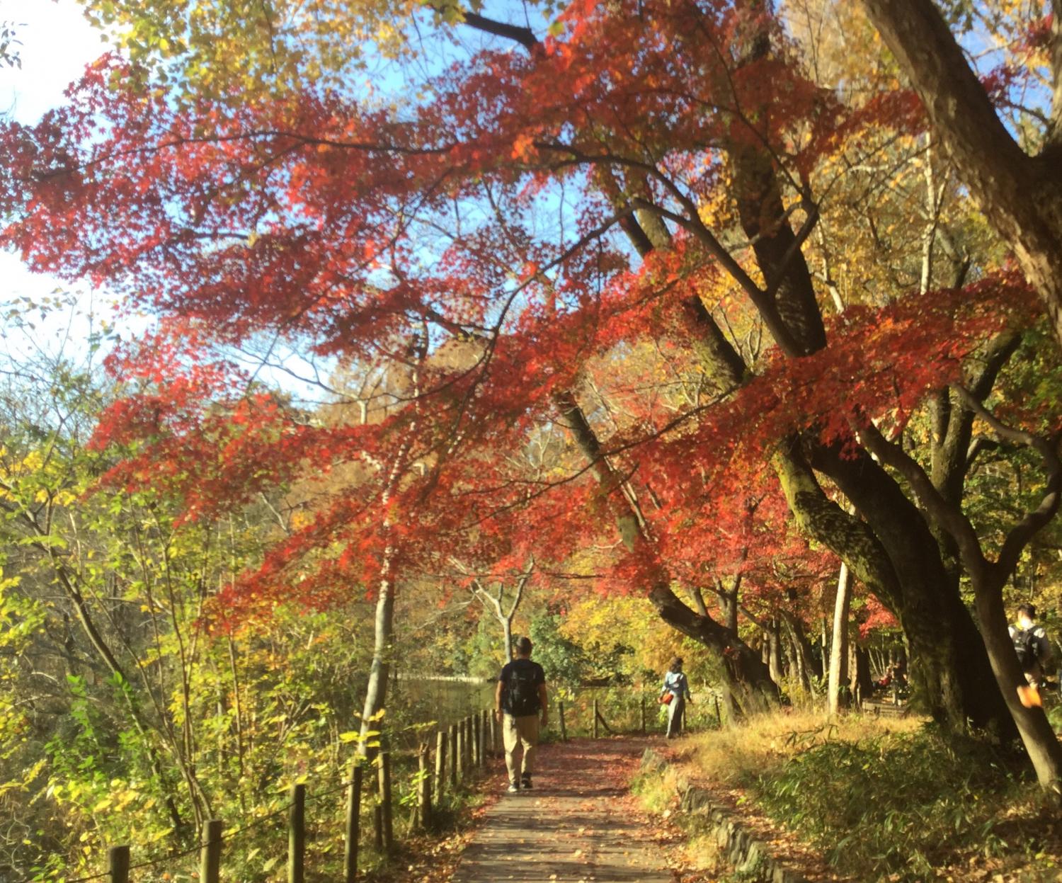 三宝寺池の人気の紅葉スポット 2