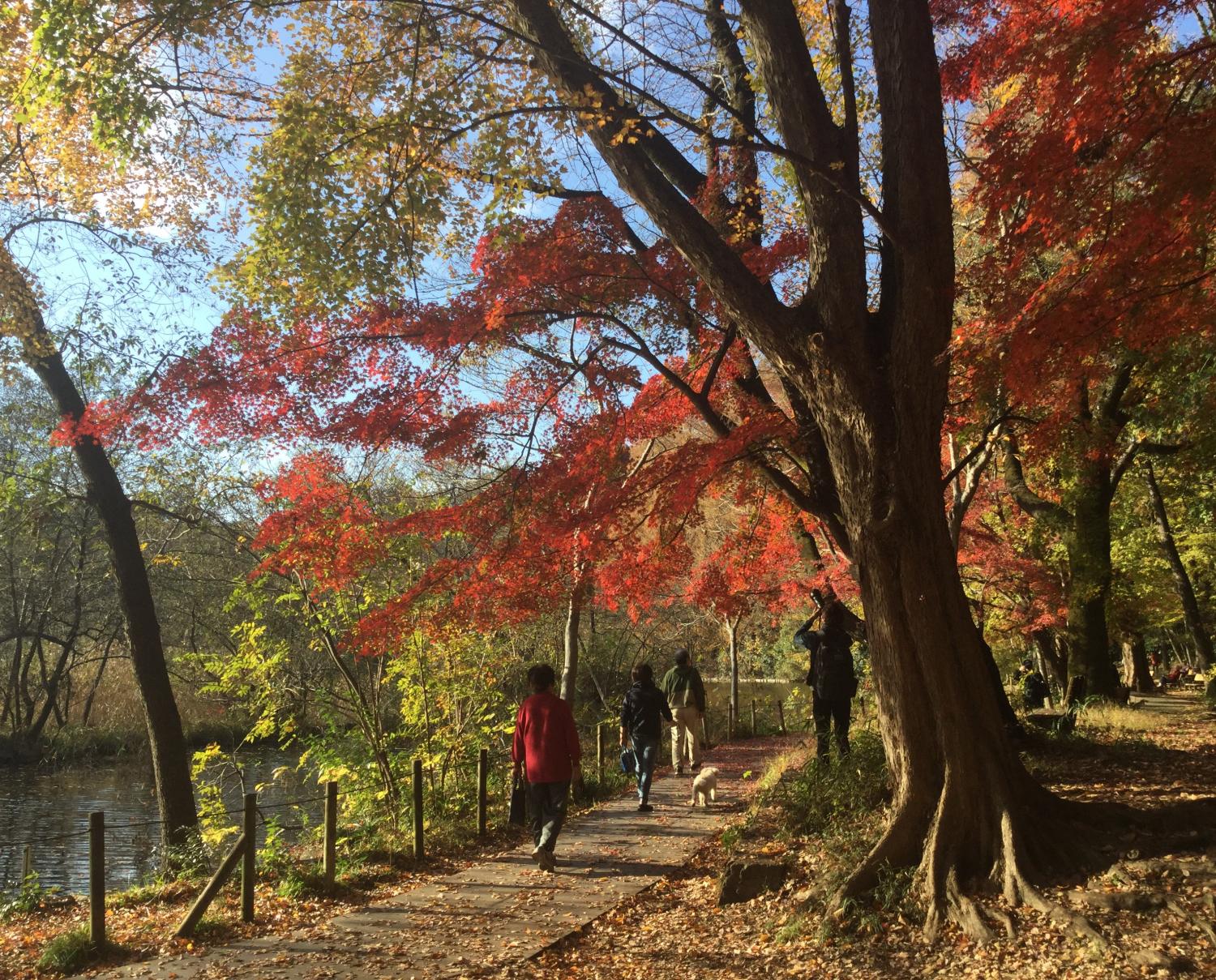 三宝寺池の人気の紅葉スポット 画像
