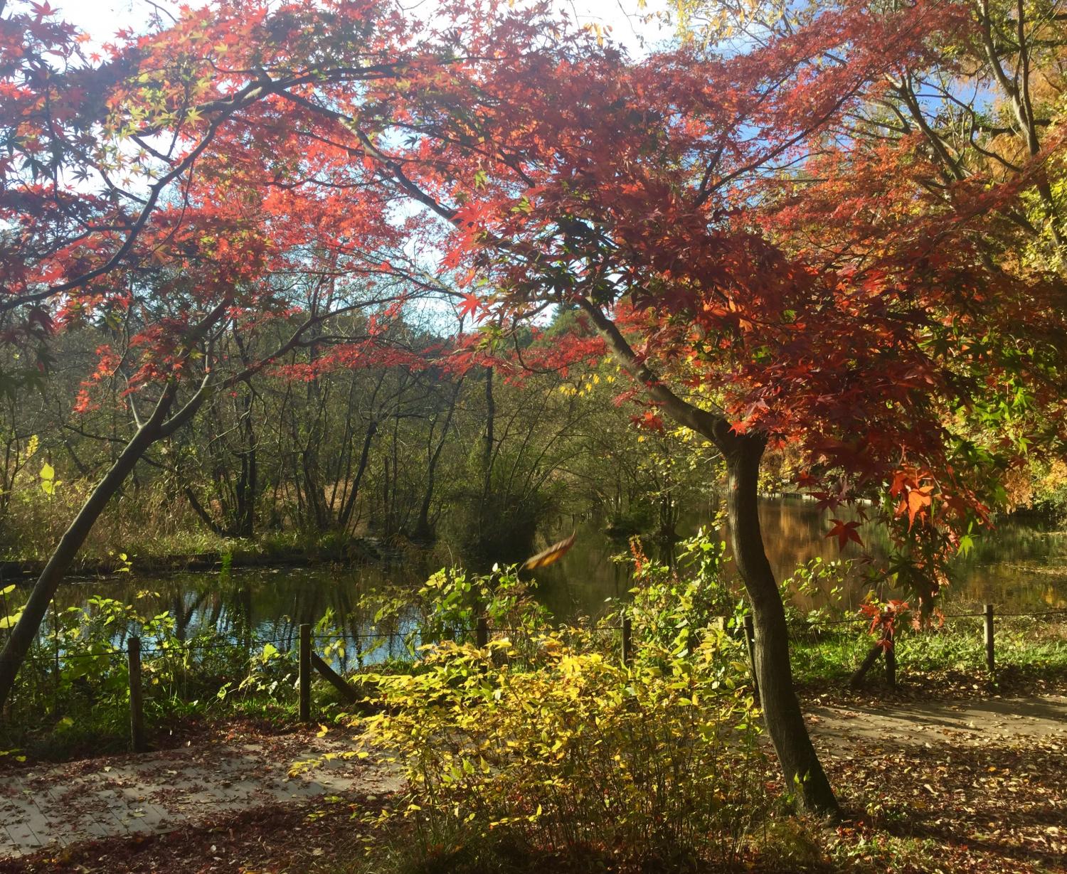 三宝寺池の人気の紅葉スポット 4