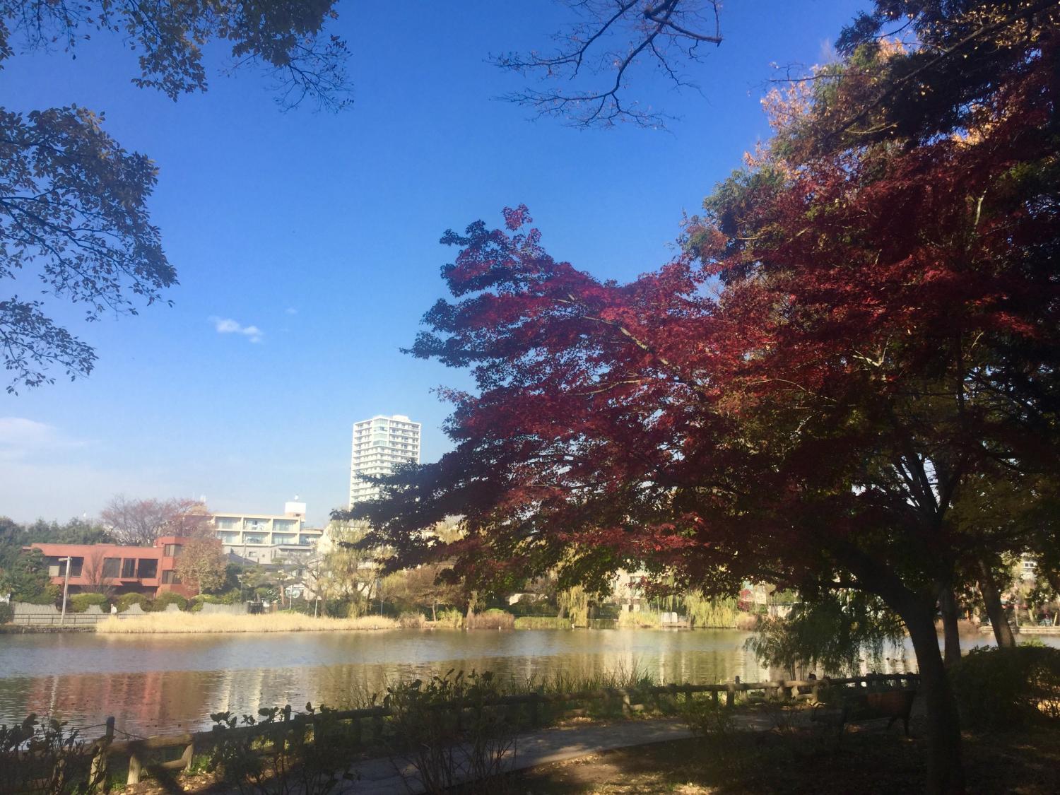 ボート池のもみじ 4