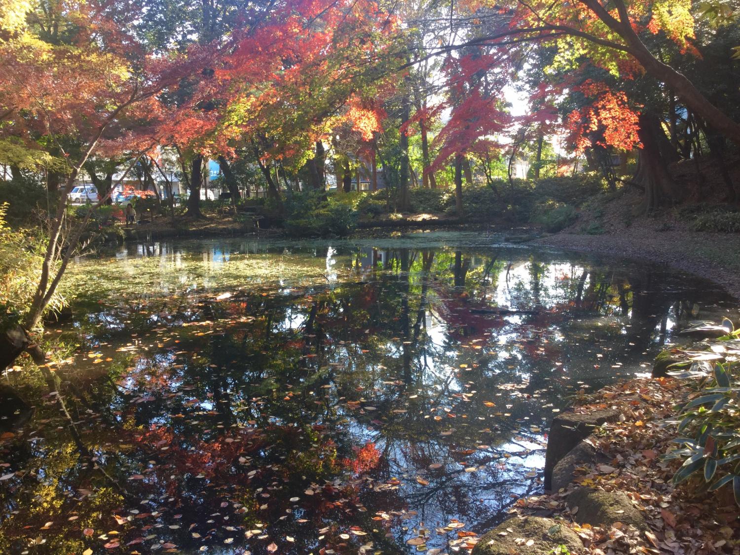 水面に浮かぶ落ち葉も美しい