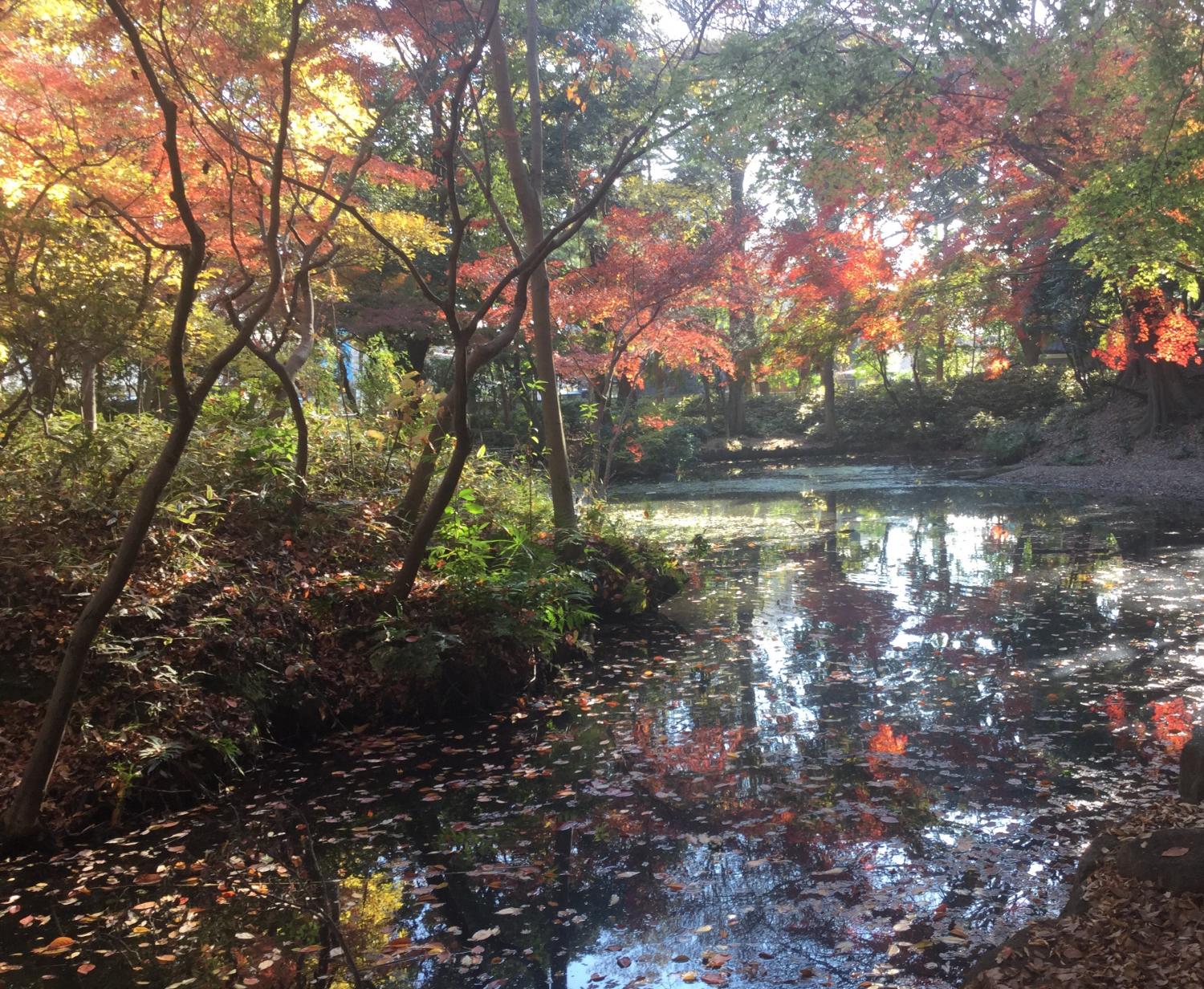 水面に浮かぶ落ち葉も美しい 2