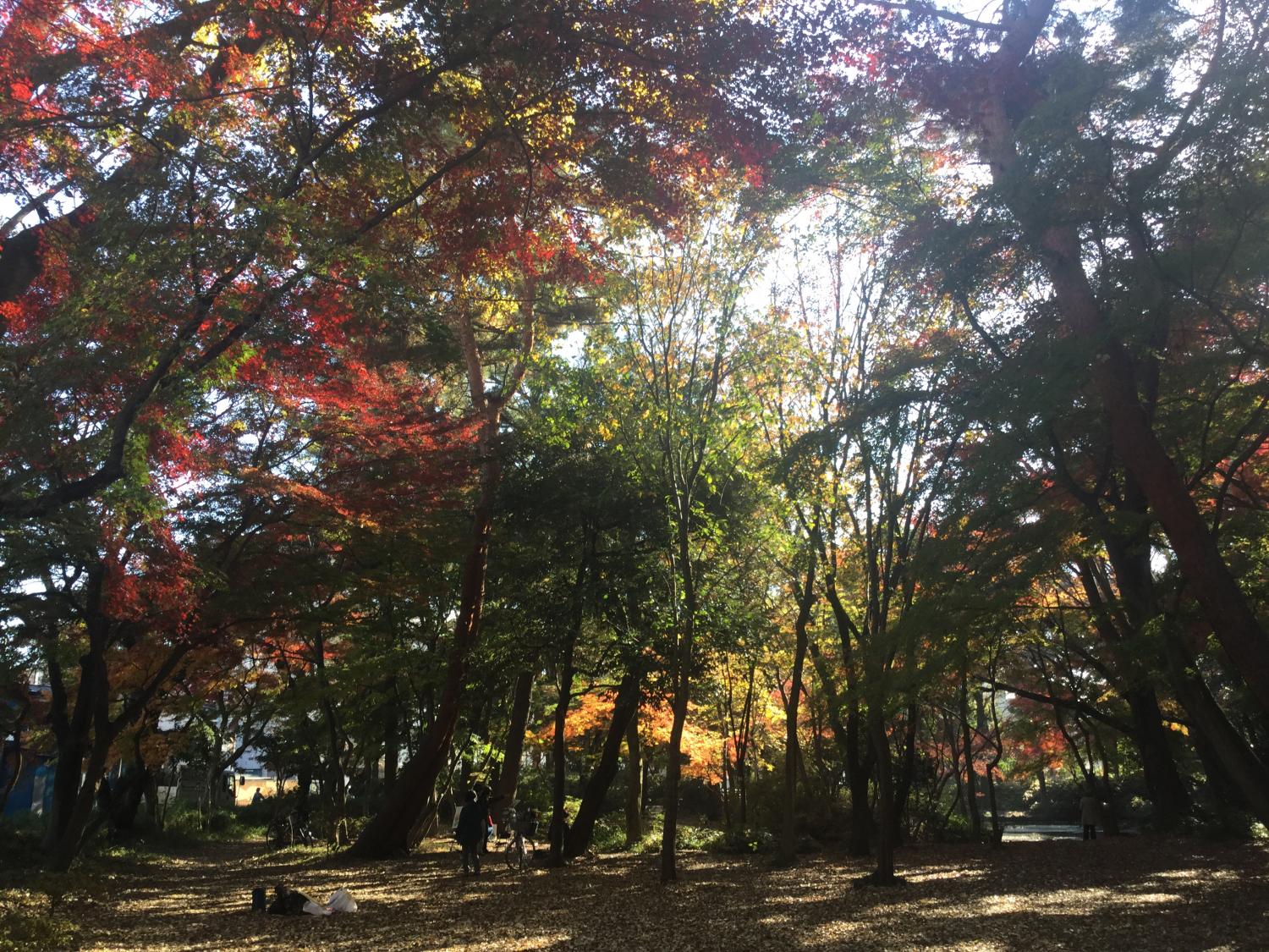 水面に浮かぶ落ち葉も美しい 3