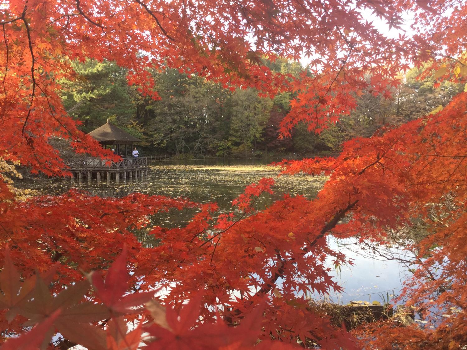 毎年、撮りたくなります