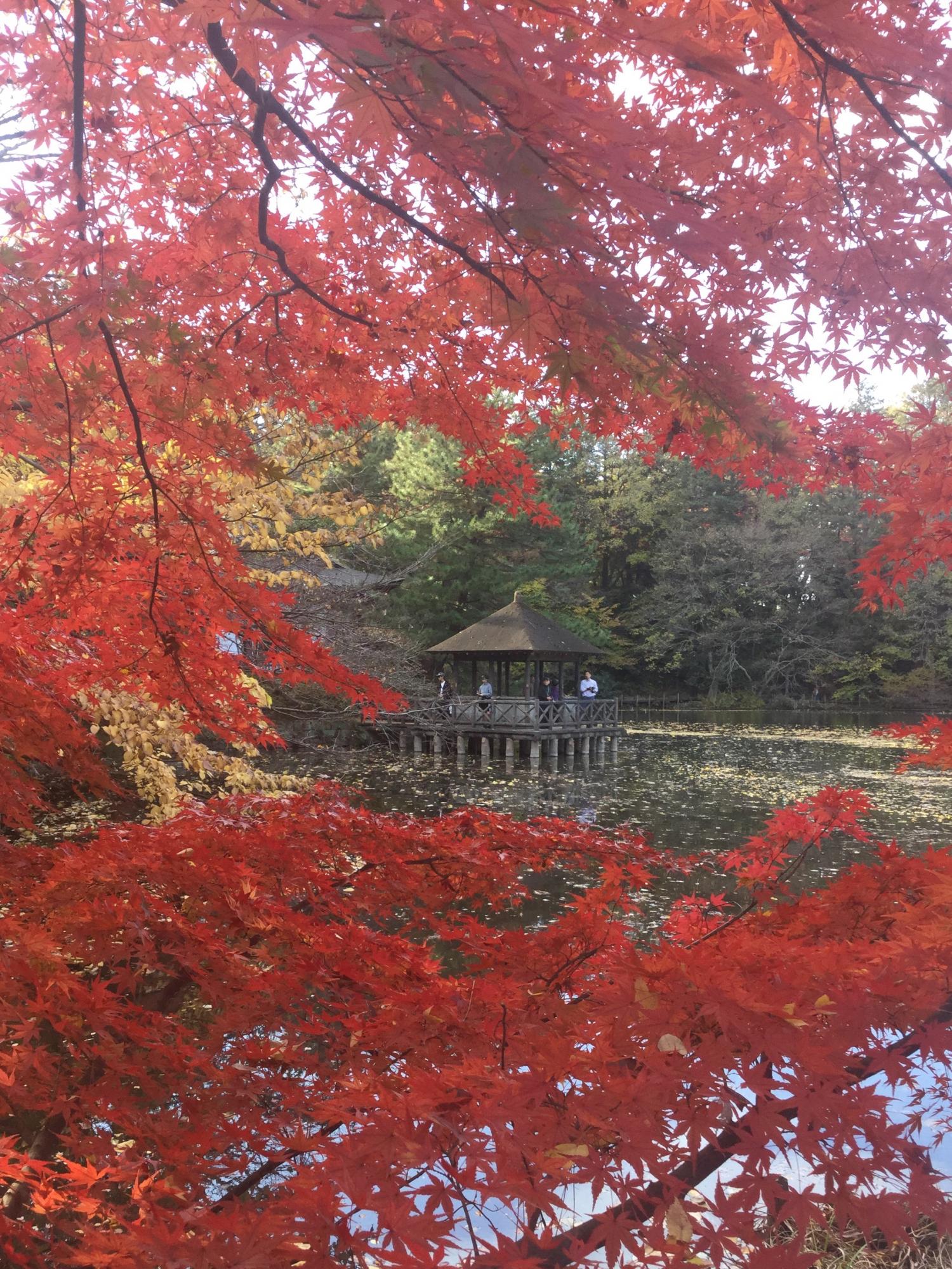 毎年、撮りたくなります 2