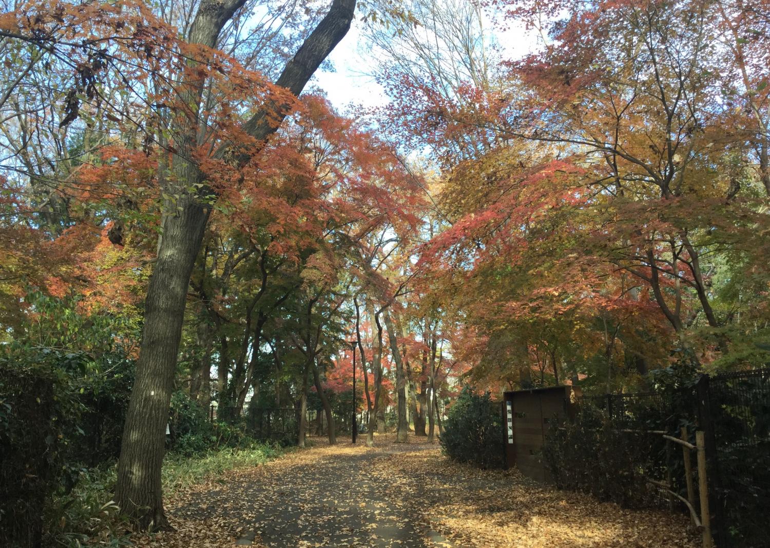 紅葉いろいろ 4