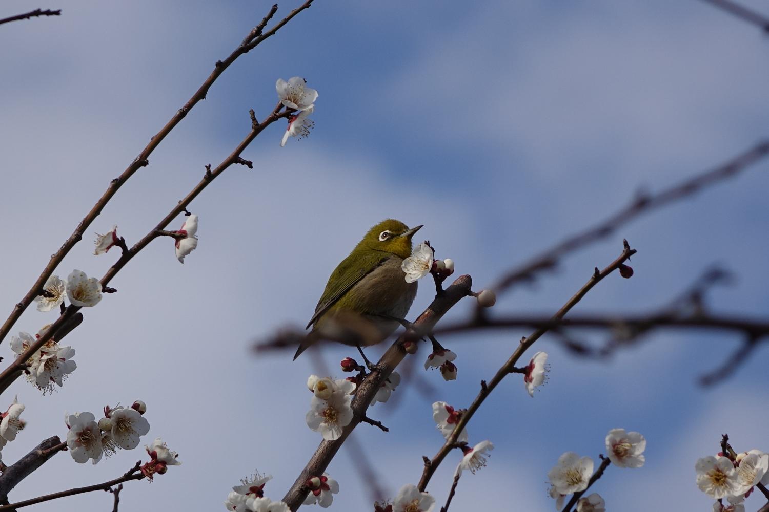 梅が開花　練馬区北町うめのき憩いの森