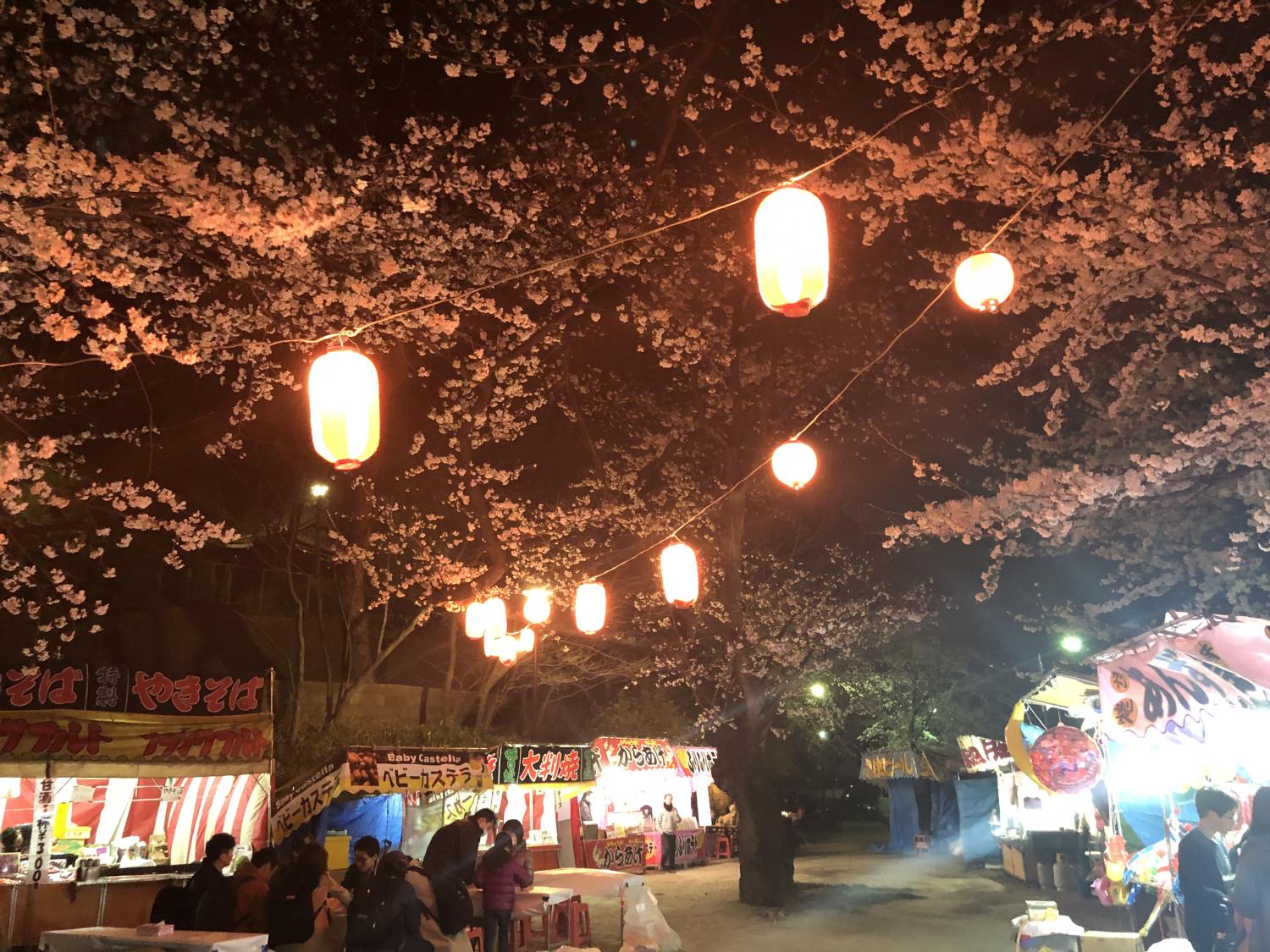 夜桜 画像
