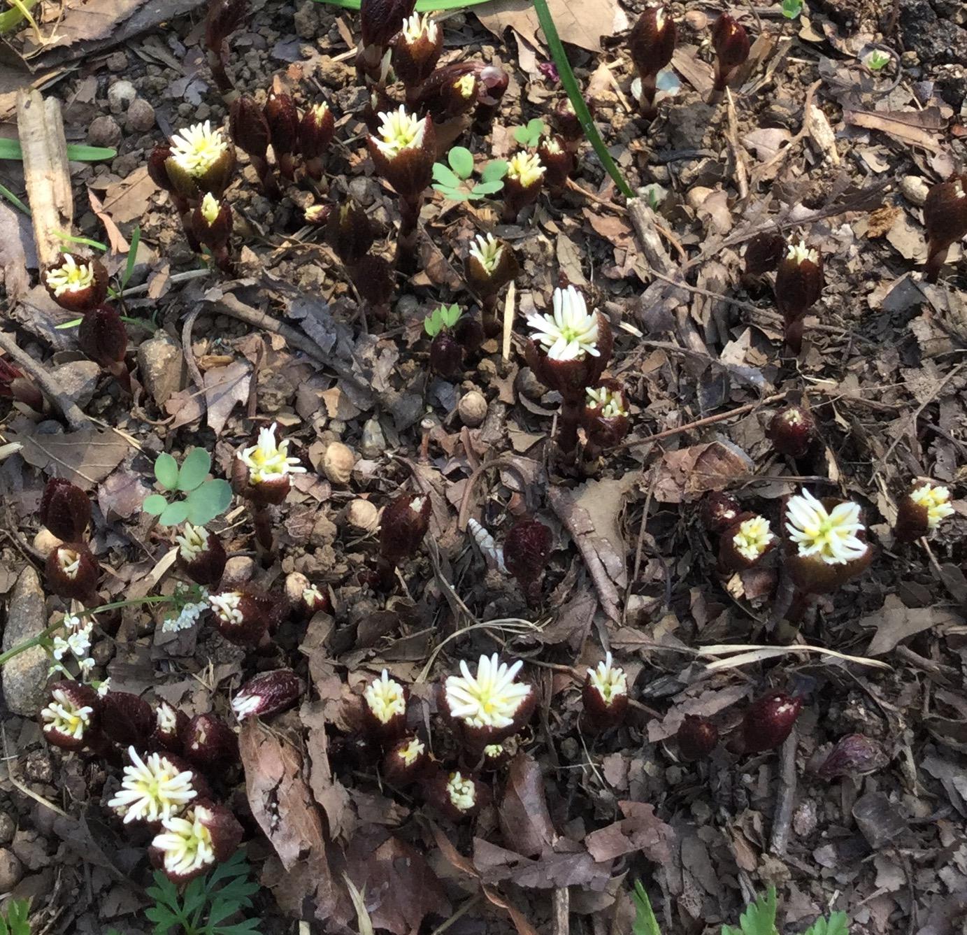 開花間近いひとりしずか 2