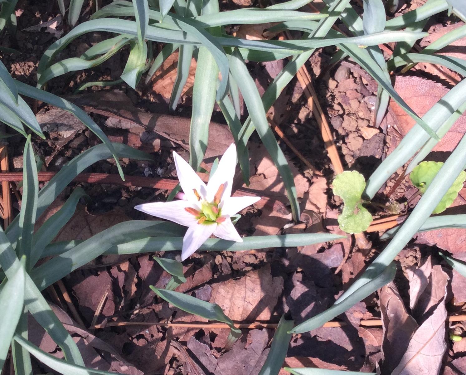 開花間近いひとりしずか 3