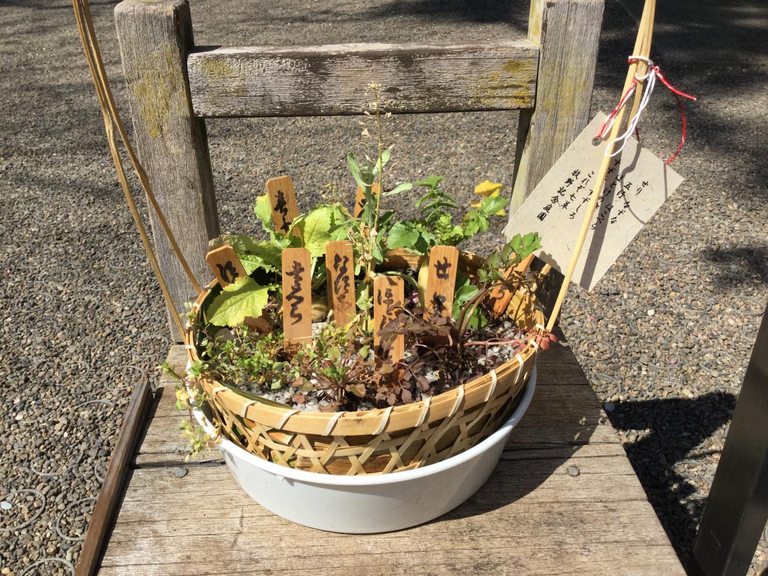 開花間近いひとりしずか 4