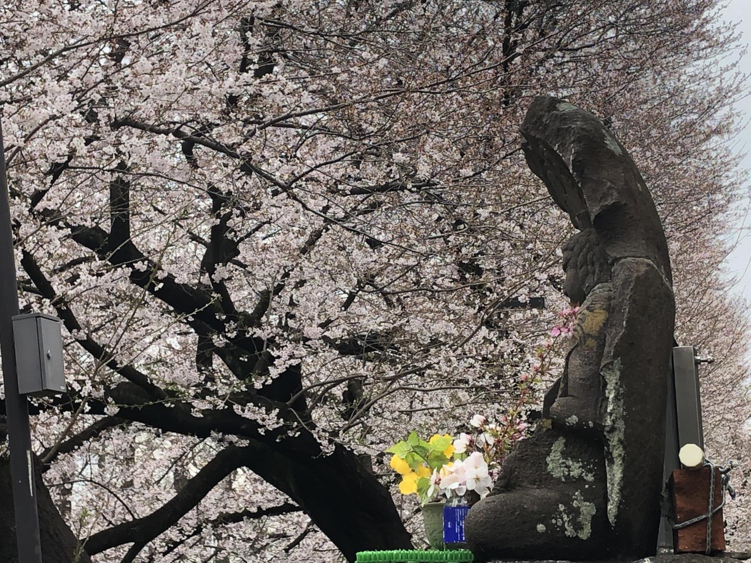 不動明王と桜