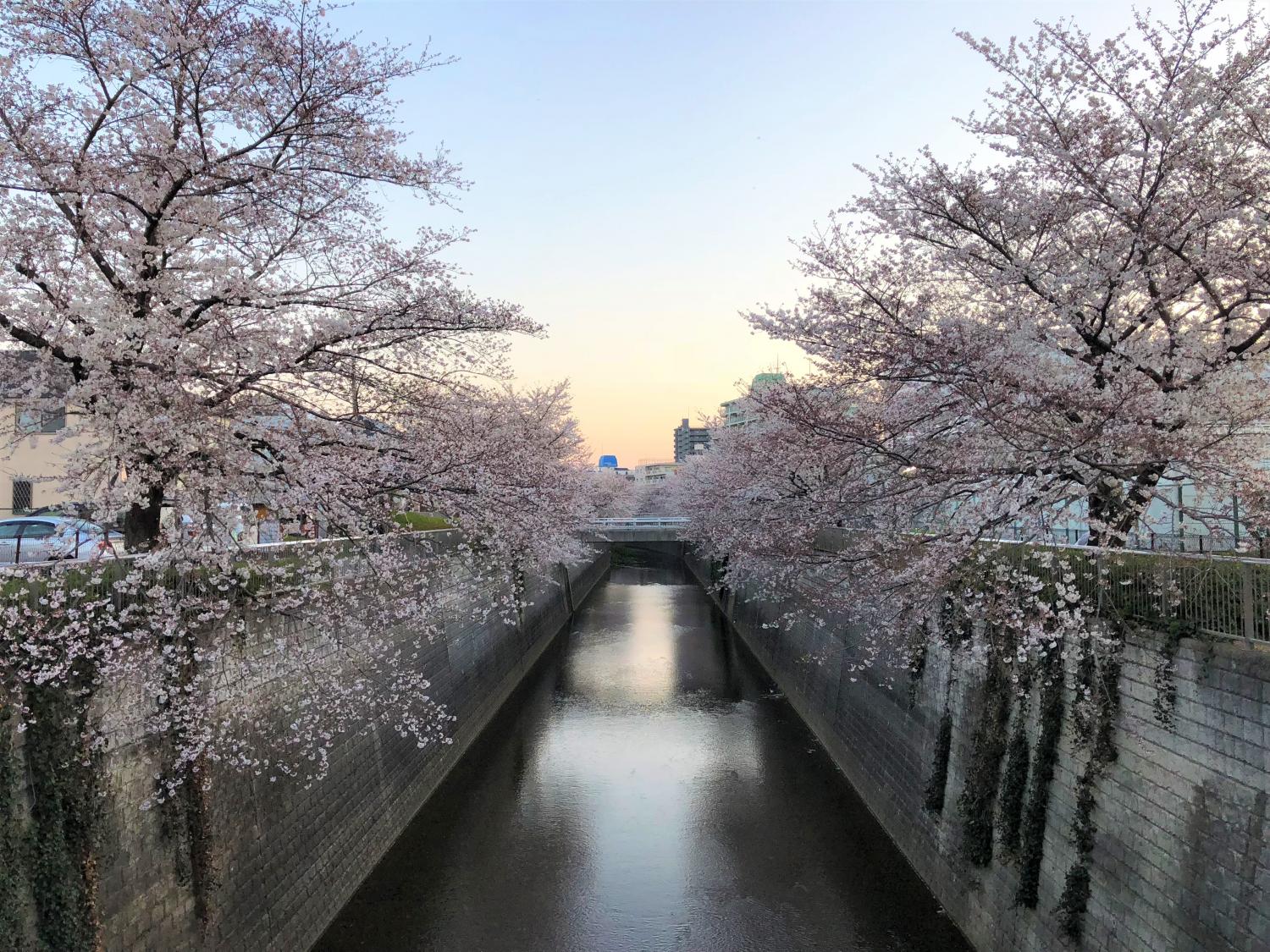 石神井川沿いの桜