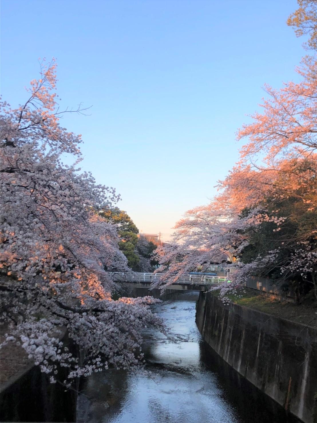 としまえんの桜