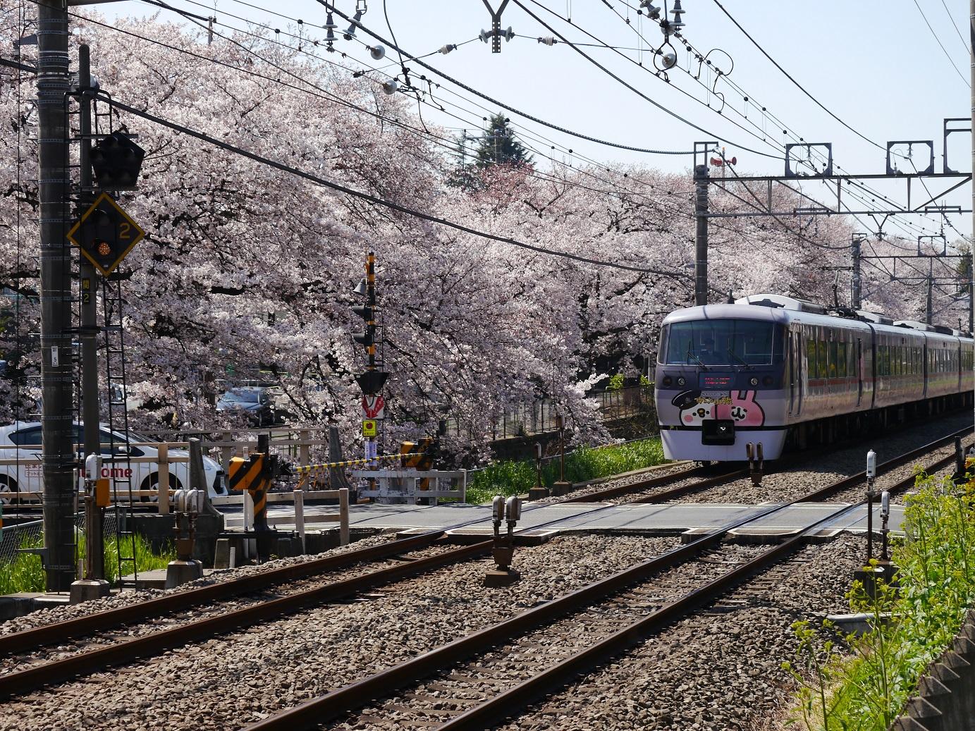 桜と西武線