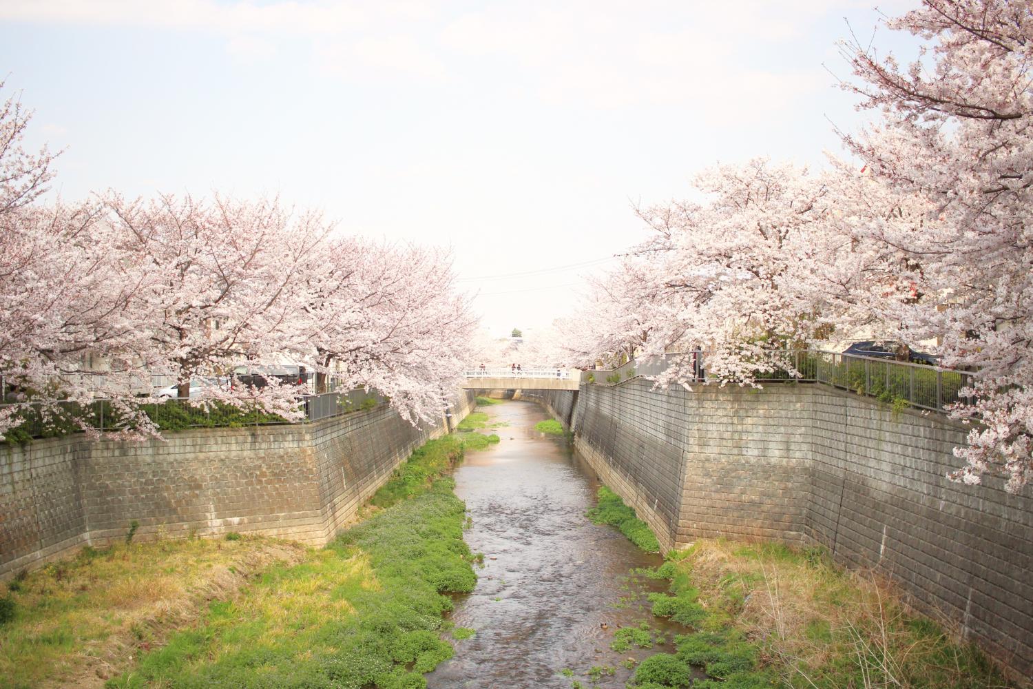 石神井川の桜