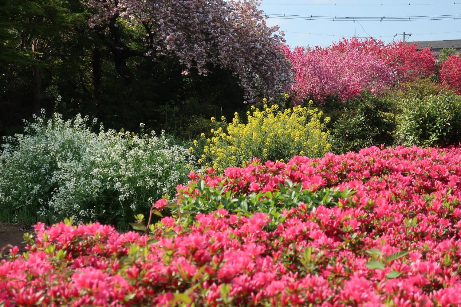 百花繚乱の春