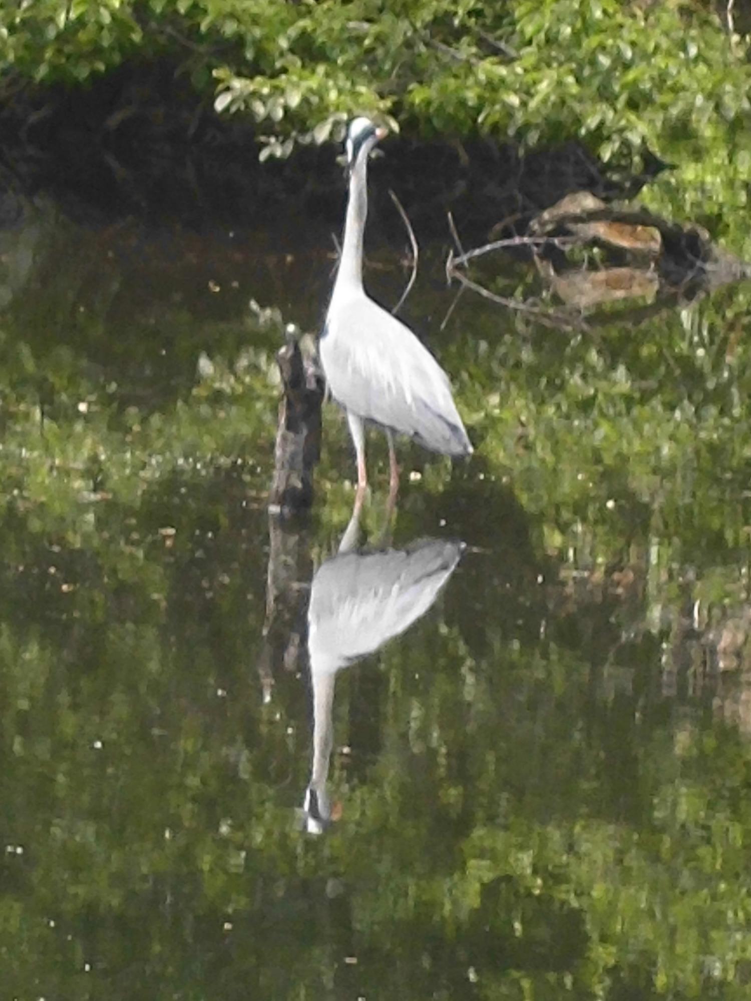 白い鳥　水鏡 画像