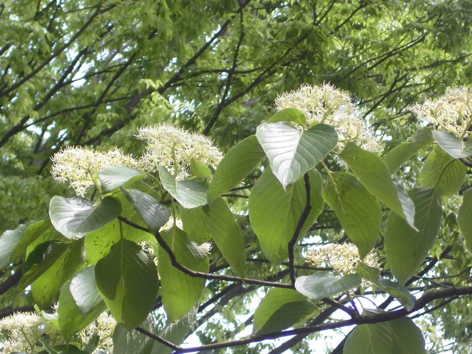 石神井公園：ミズキの花・カキツバタ