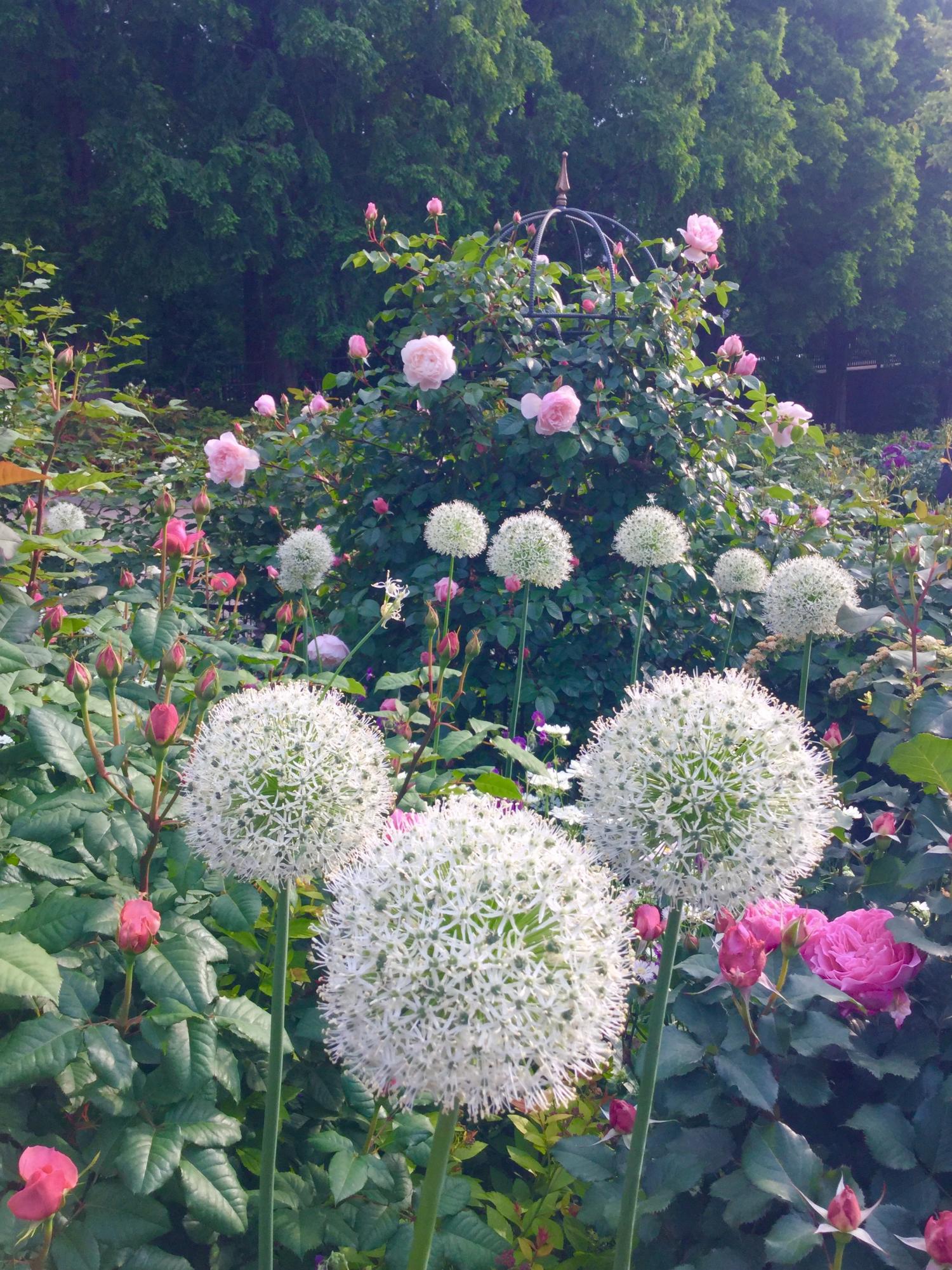 素敵です。四季の香ローズガーデンの薔薇