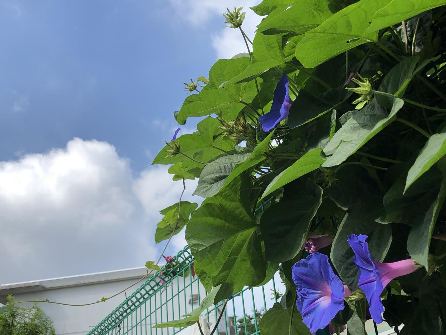 夏雲と朝顔 とっておきの練馬 写真館 とっておきの練馬