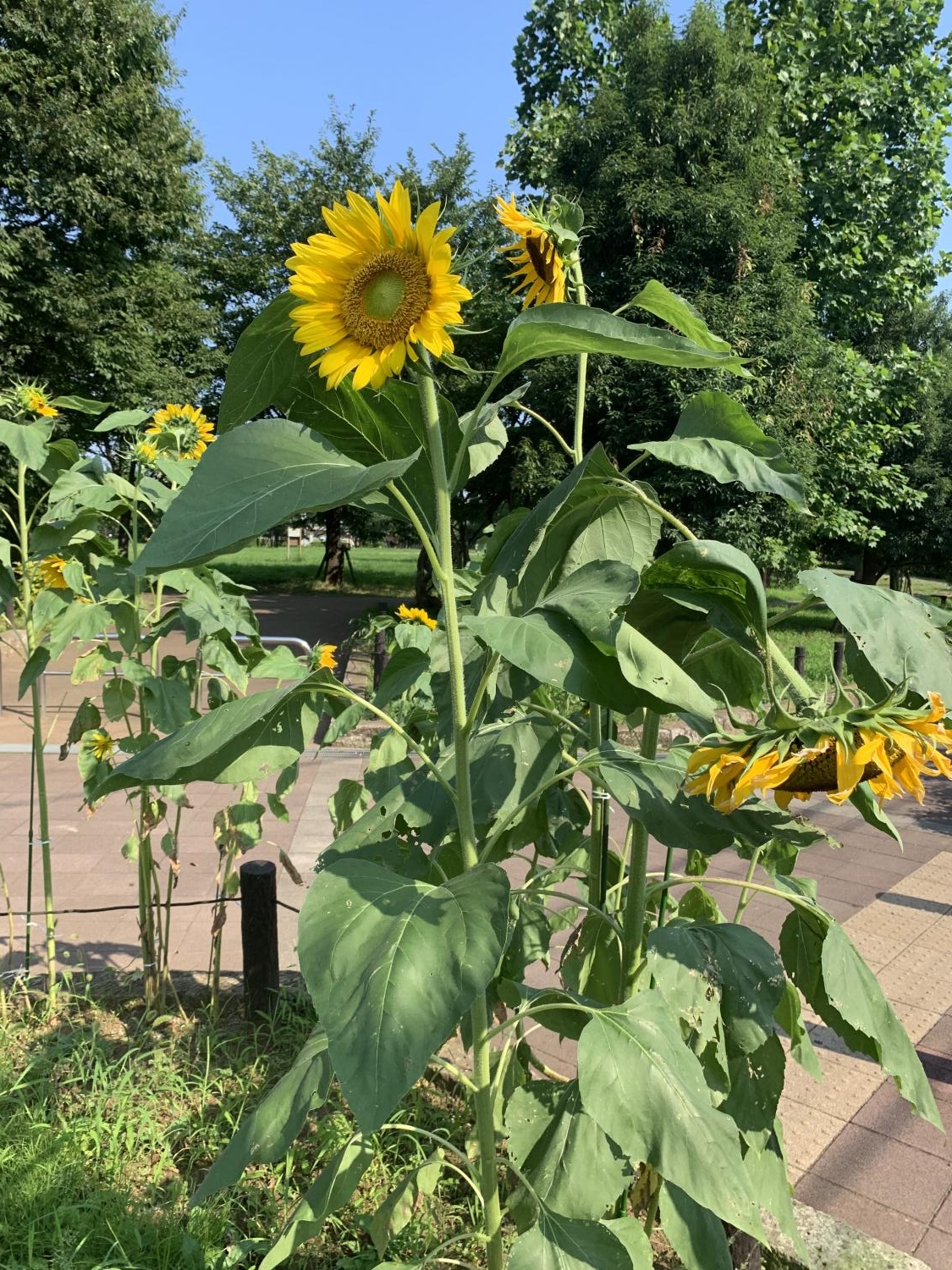 夏だね！