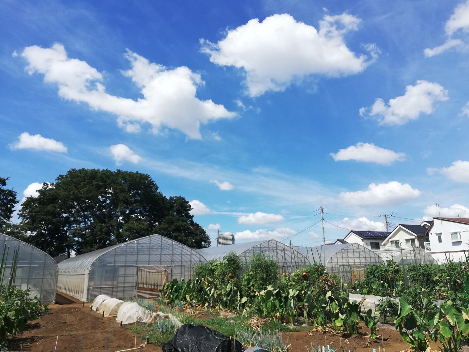 とっておきの練馬 写真館 Photo gallery農学校石泉愛らんどこの投稿者の他の投稿