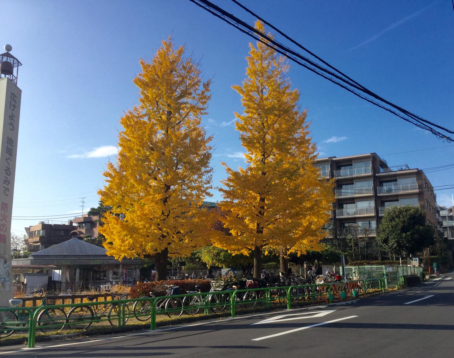 毎年、綺麗です。 4