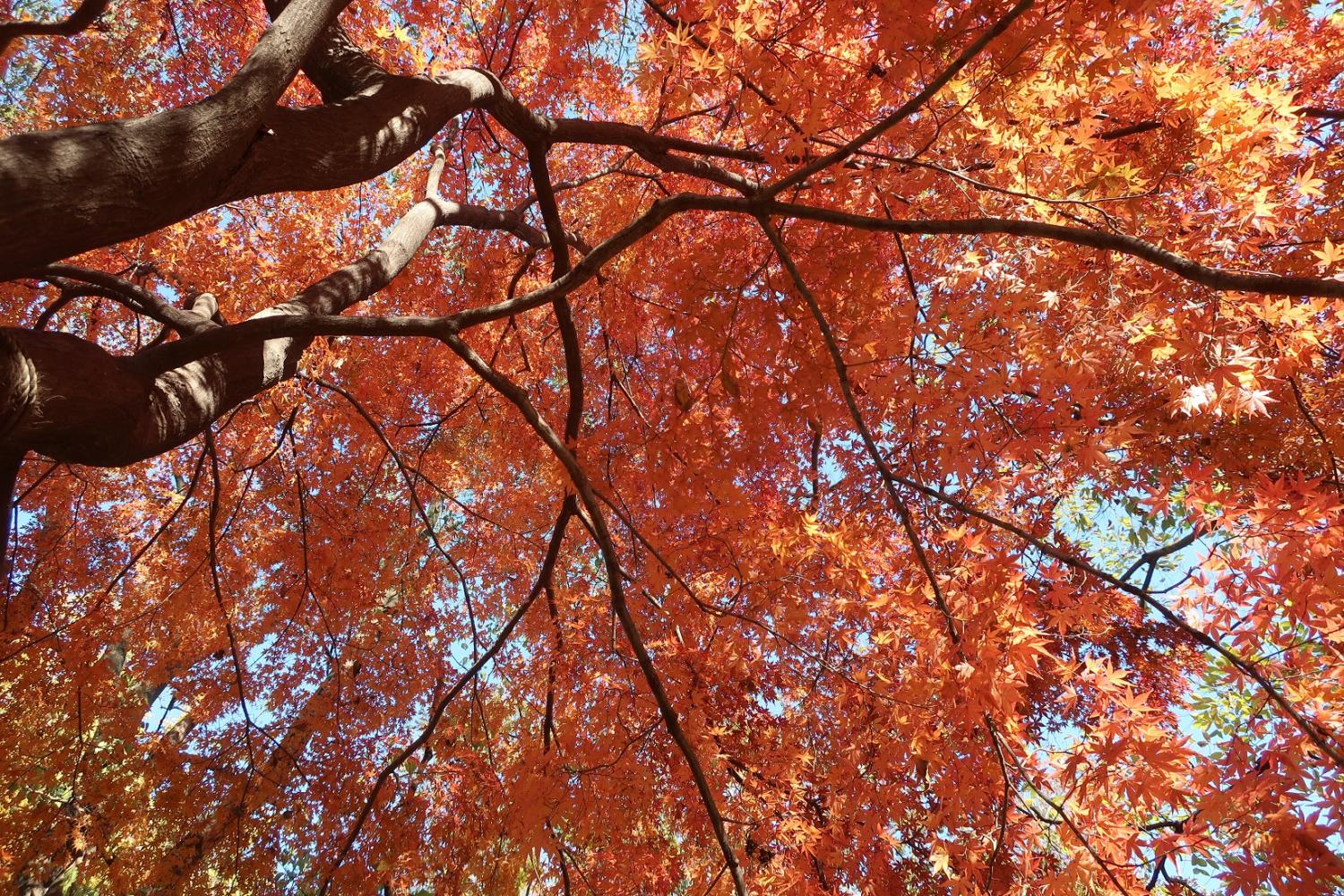 石神井公園の紅葉