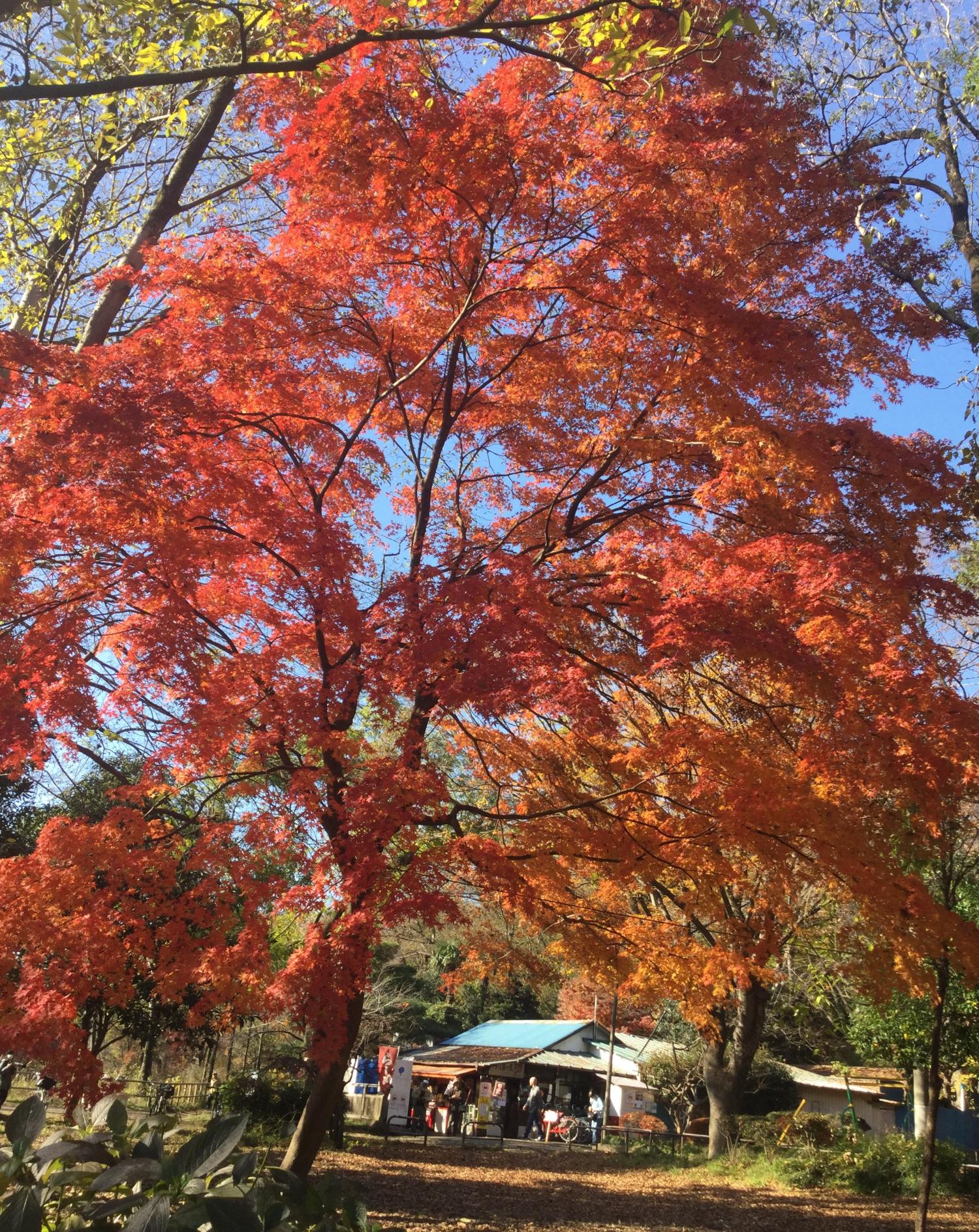 師走の紅葉