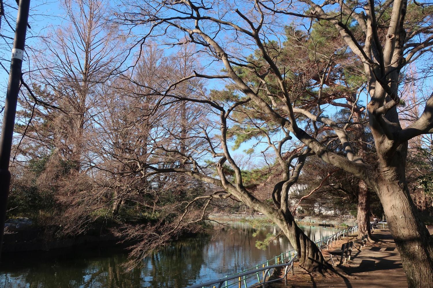 武蔵関公園、1月朝