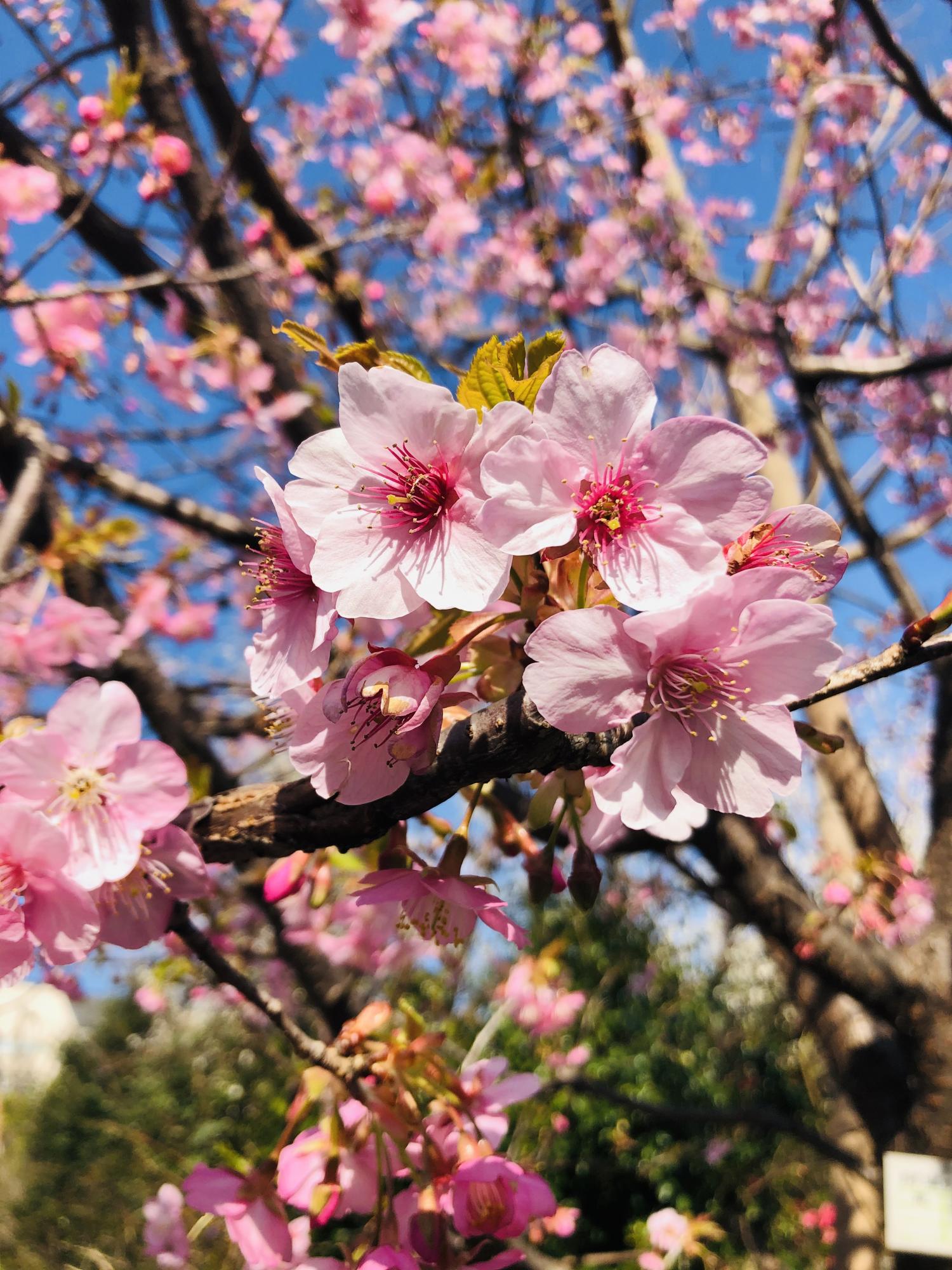 梅林公園の河津桜 とっておきの練馬 写真館 とっておきの練馬