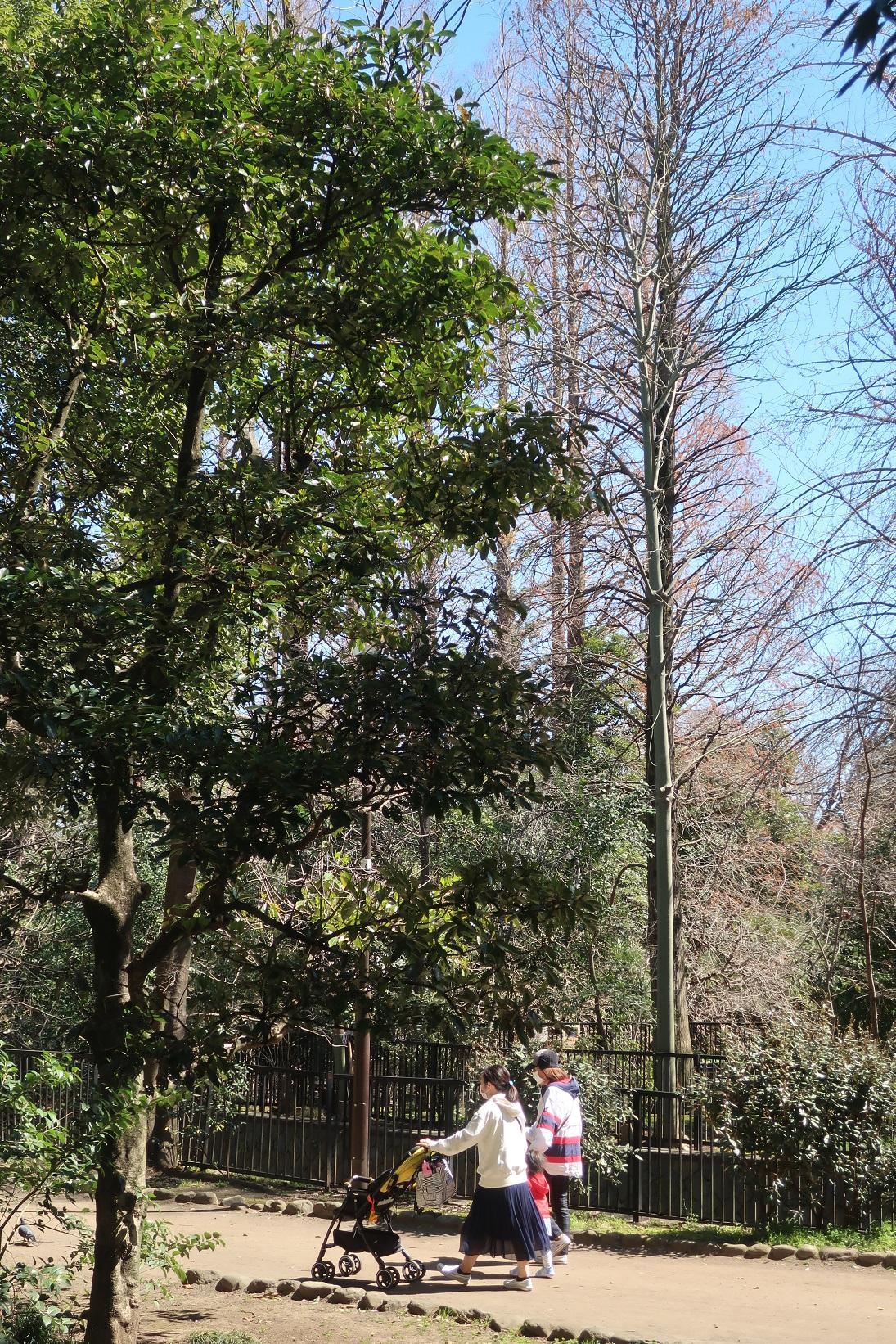 武蔵関公園　３月下旬 画像